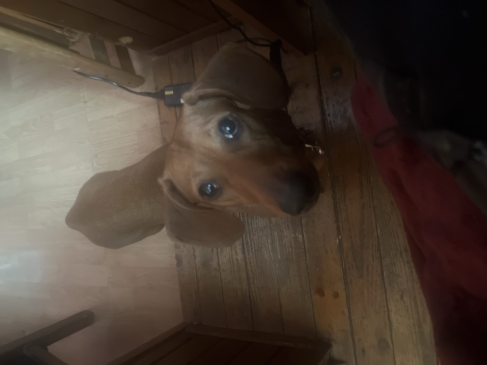 Dachshund photographed at home in Sofia amid household items