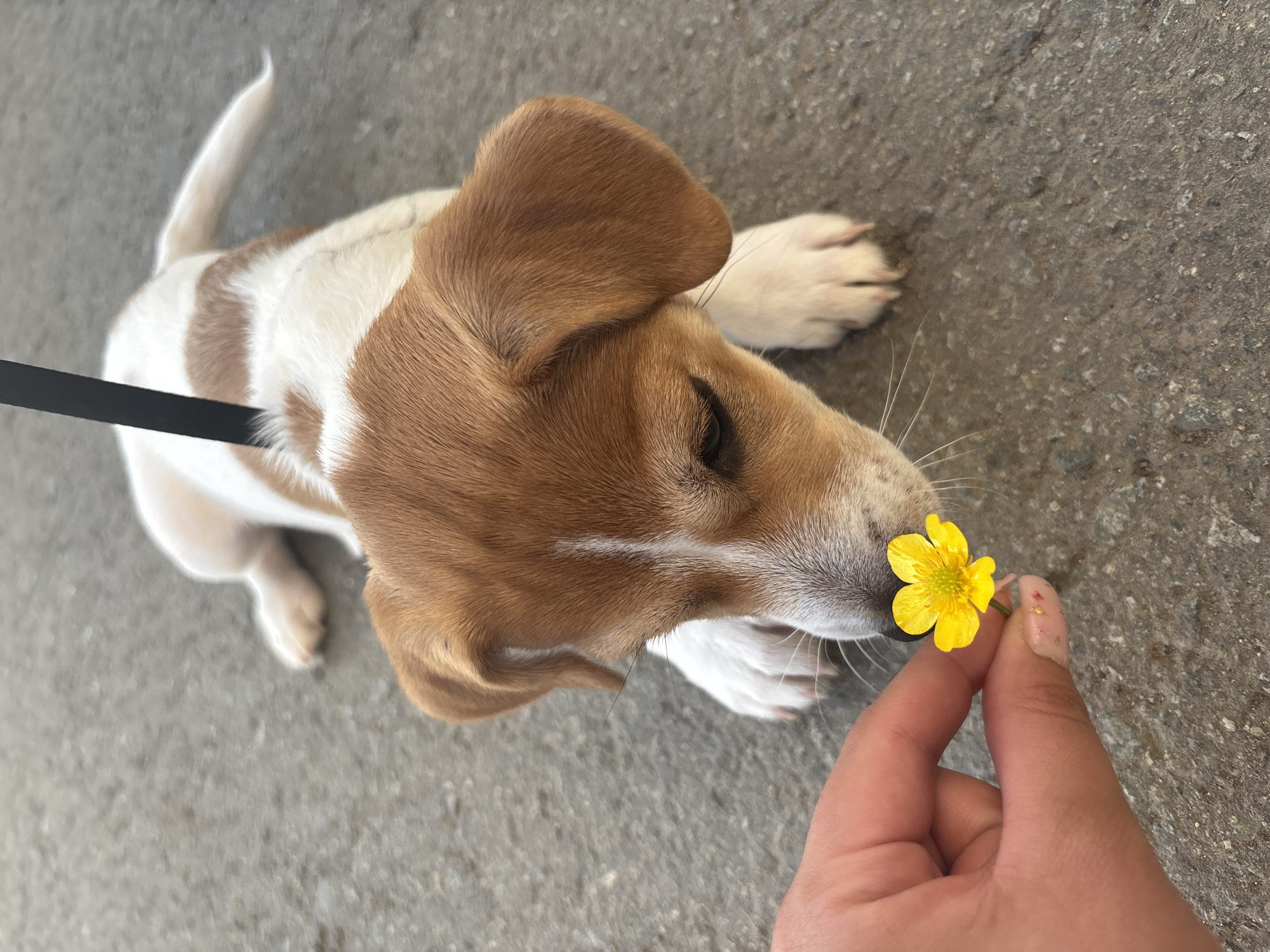 Jack Russell puppy enjoys afternoon walk in Chelyabinsk parks