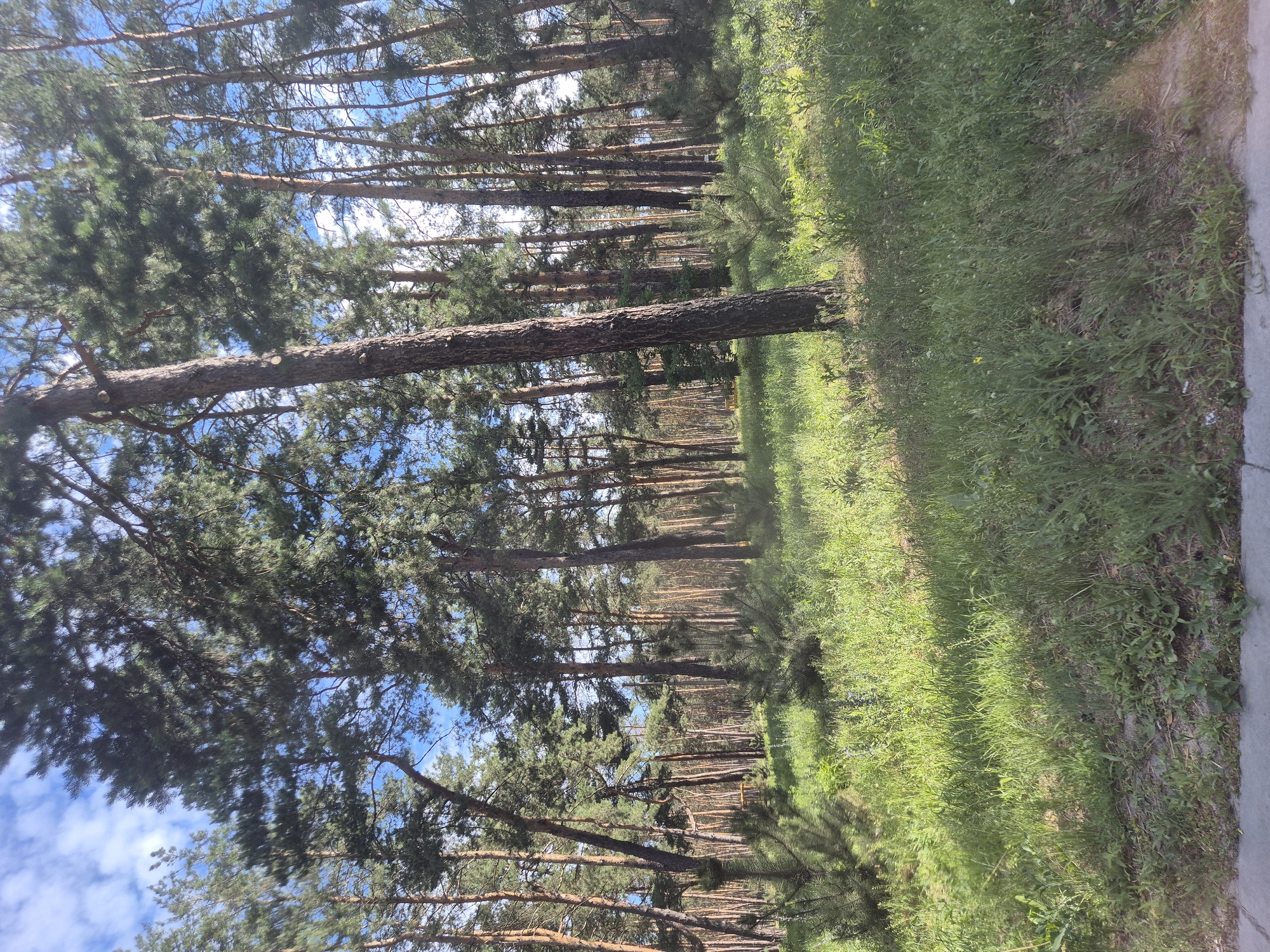 Sunlit pine forest outside Kropyvnytskyi on a clear June morning
