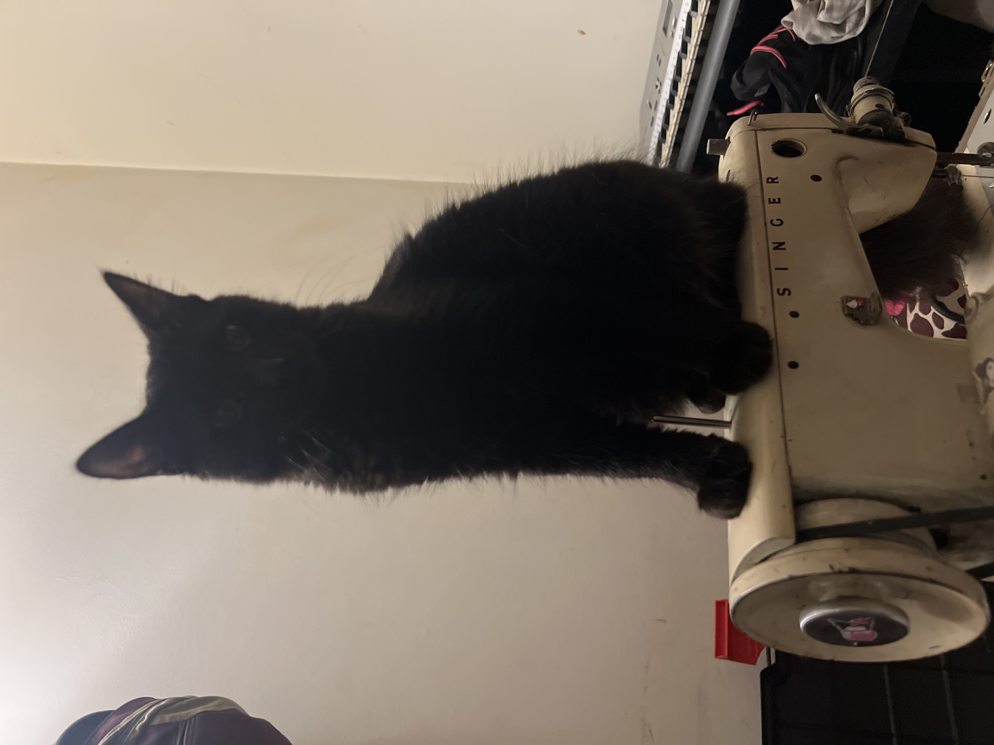 Black cat perches on vintage sewing machine in Buenos Aires