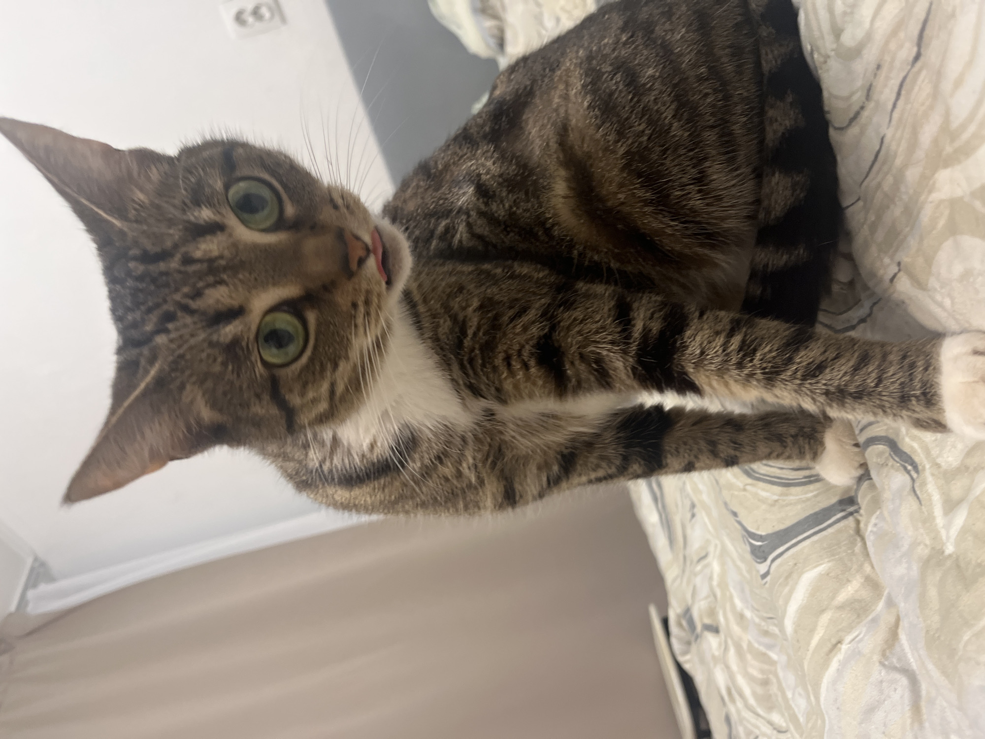 Tabby cat in full relax mode across a Tolyatti bedroom