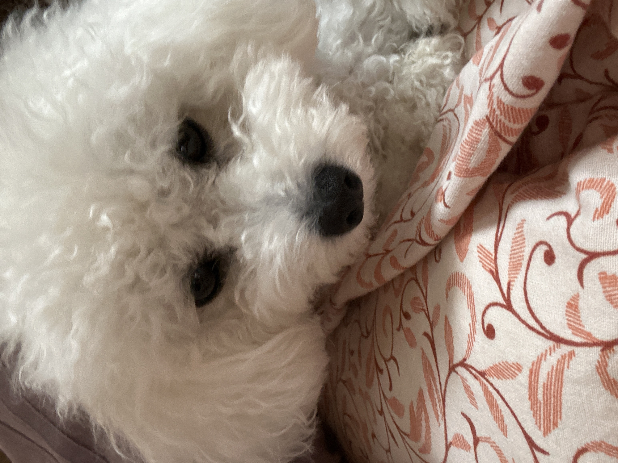 Bichon Frise dog photographed resting on blanket in Bulgaria