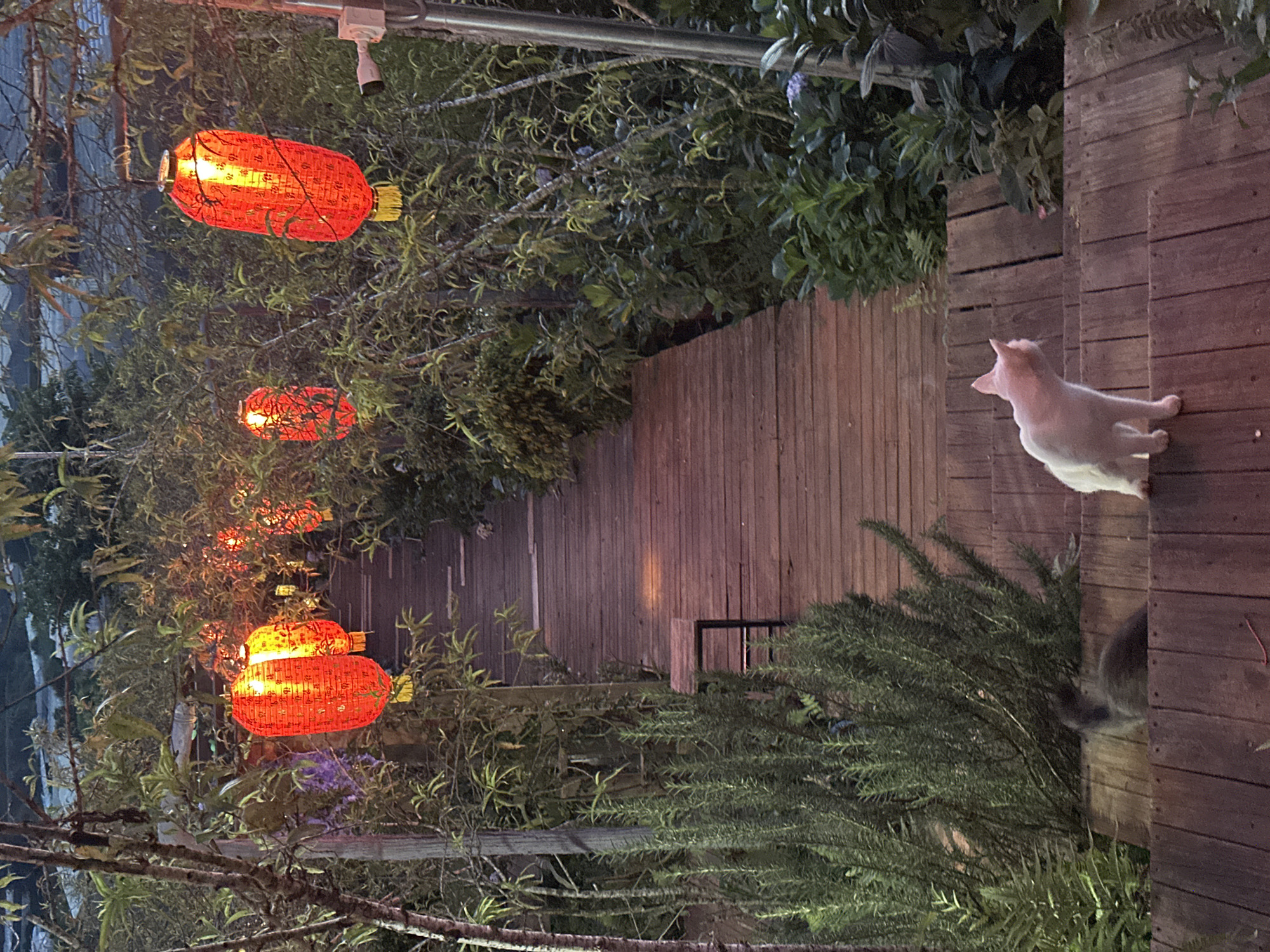 Red lanterns glow along a garden path at dusk in Lộc Quý