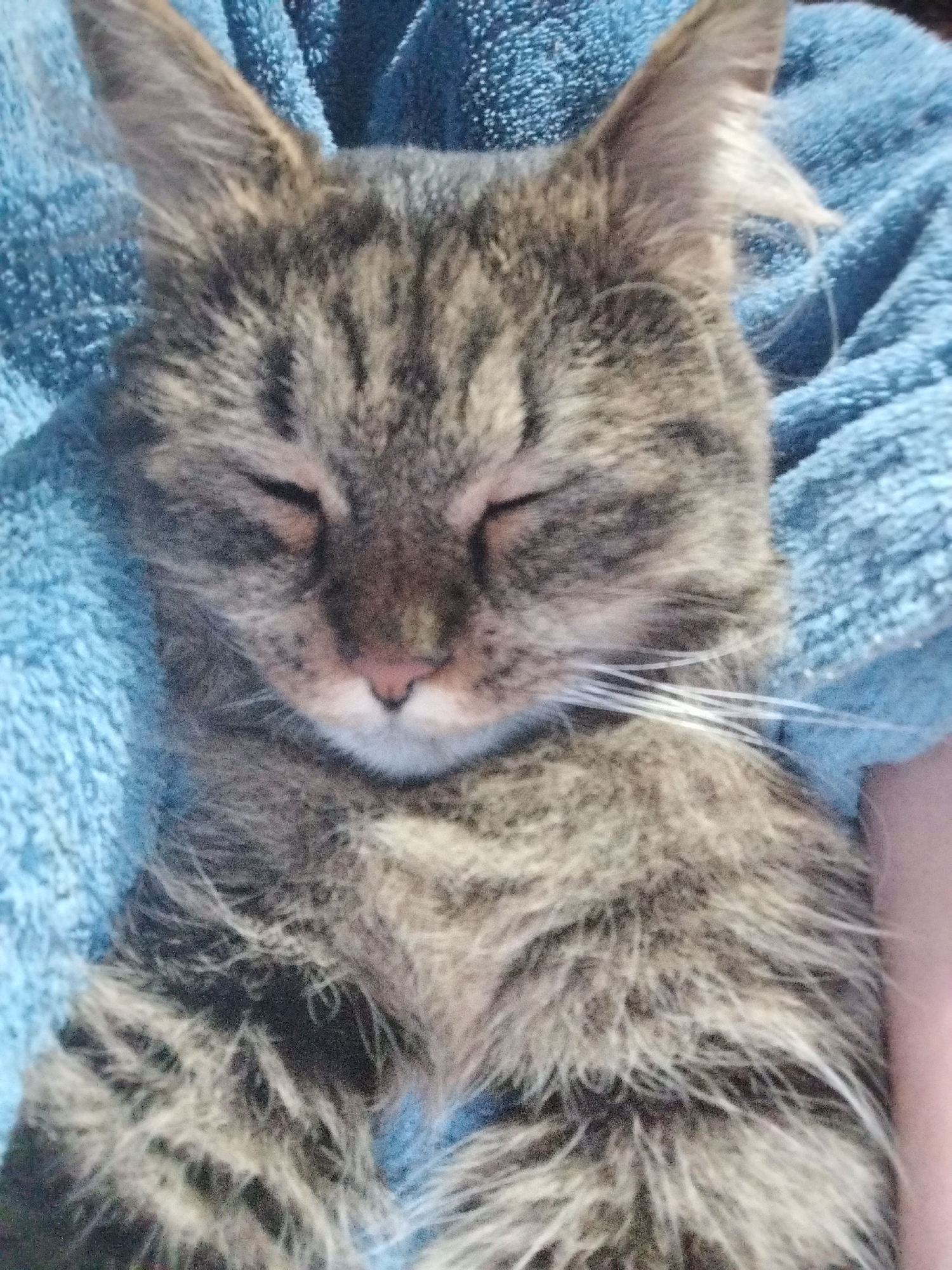 Tabby cat photographed napping on blue bedding in Ukraine