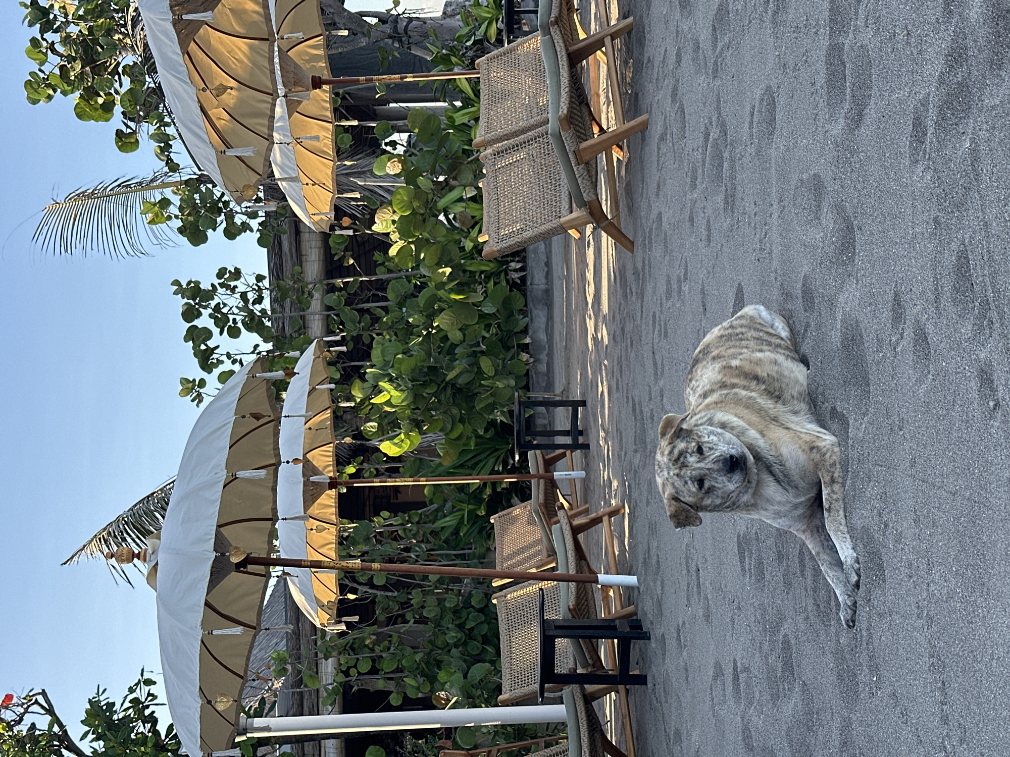 Dogs, beach chairs, and a pink scooter on North Kuta's shore