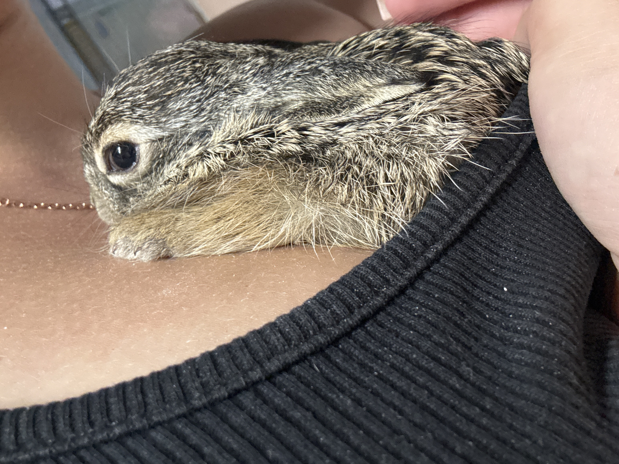 Wild baby animals held gently in Chykalivka, Ukraine