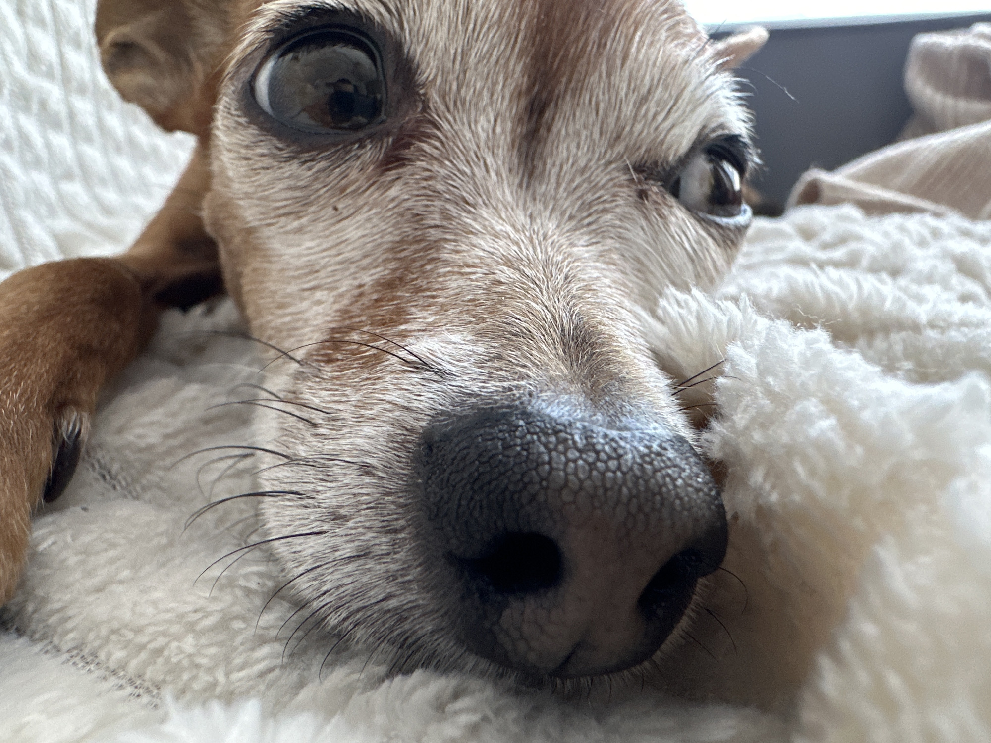 Dog naps and window-watches through a quiet Sunday morning