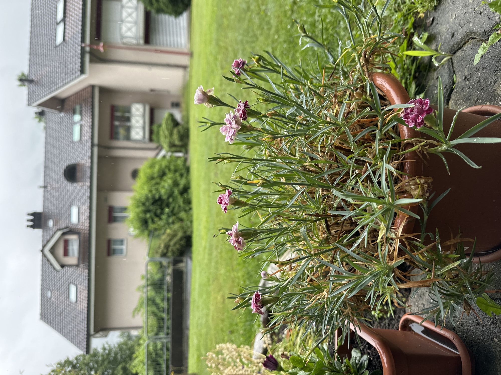 Man documents garden with selfies, plant photos in Switzerland