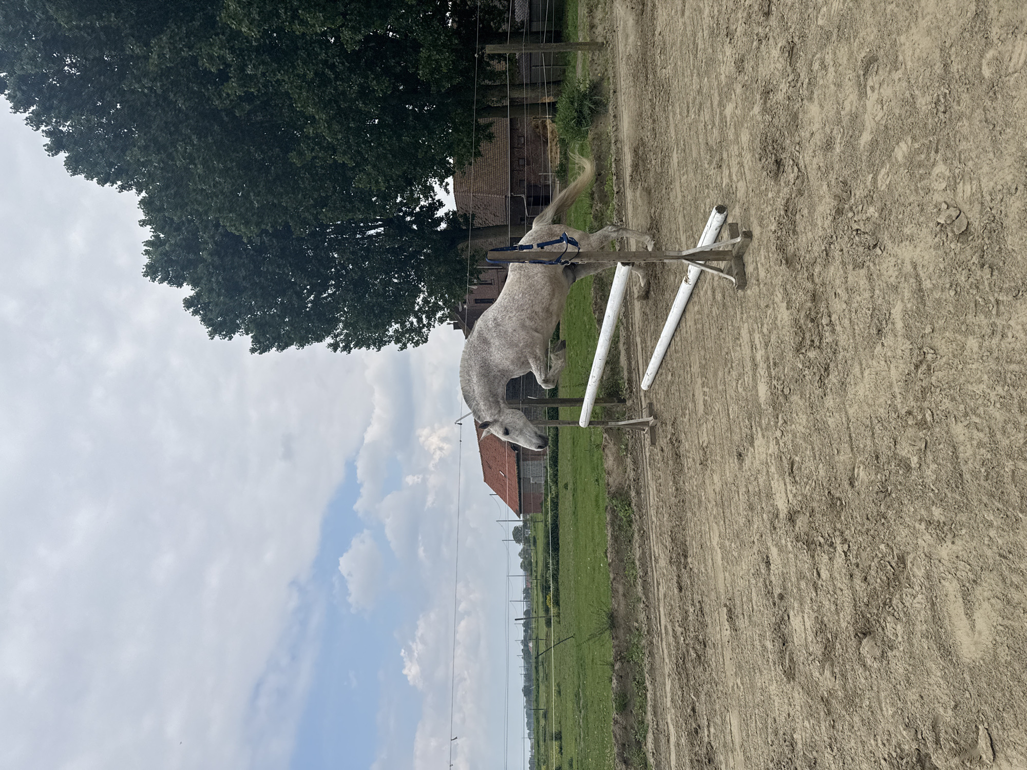 Horse jumping practice session captured in Belgian equestrian arena