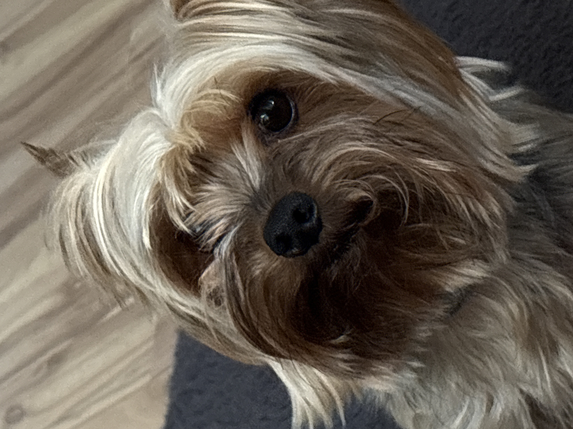 Yorkshire Terrier and decorated tree trunk spotted in Sofia