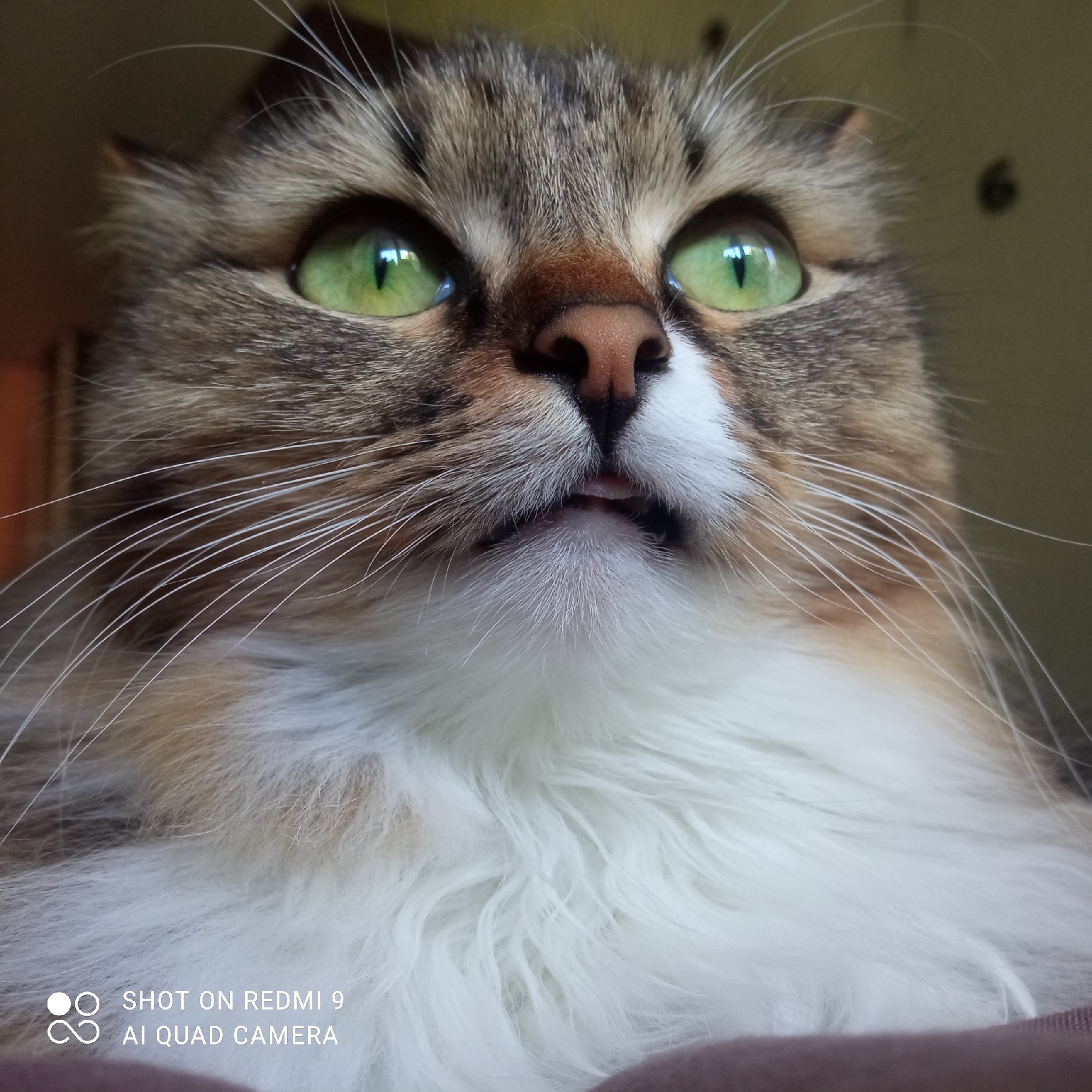 Cat portrait session documented in Chaikovsky, Russia