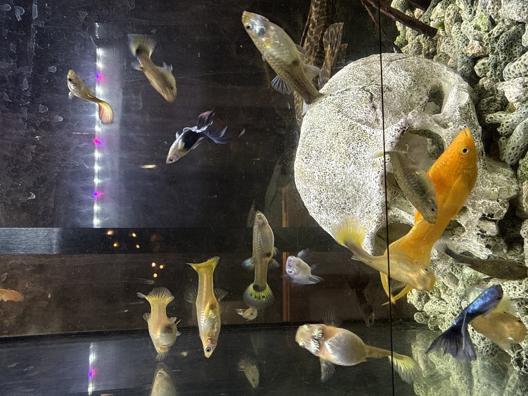Colorful guppy tank glowing under LED lights in Yachiyo