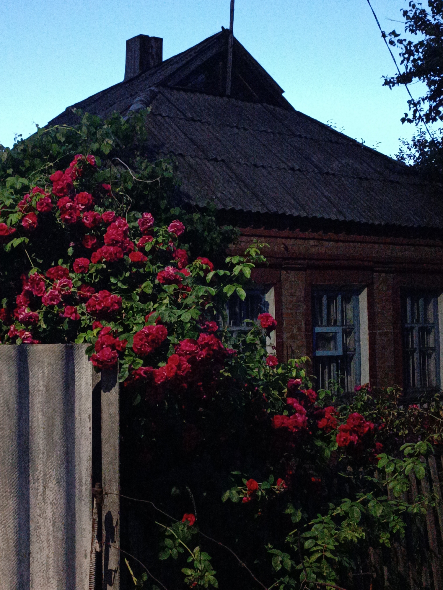 Kryvyi Rih neighborhood in bloom at dusk, June 2026