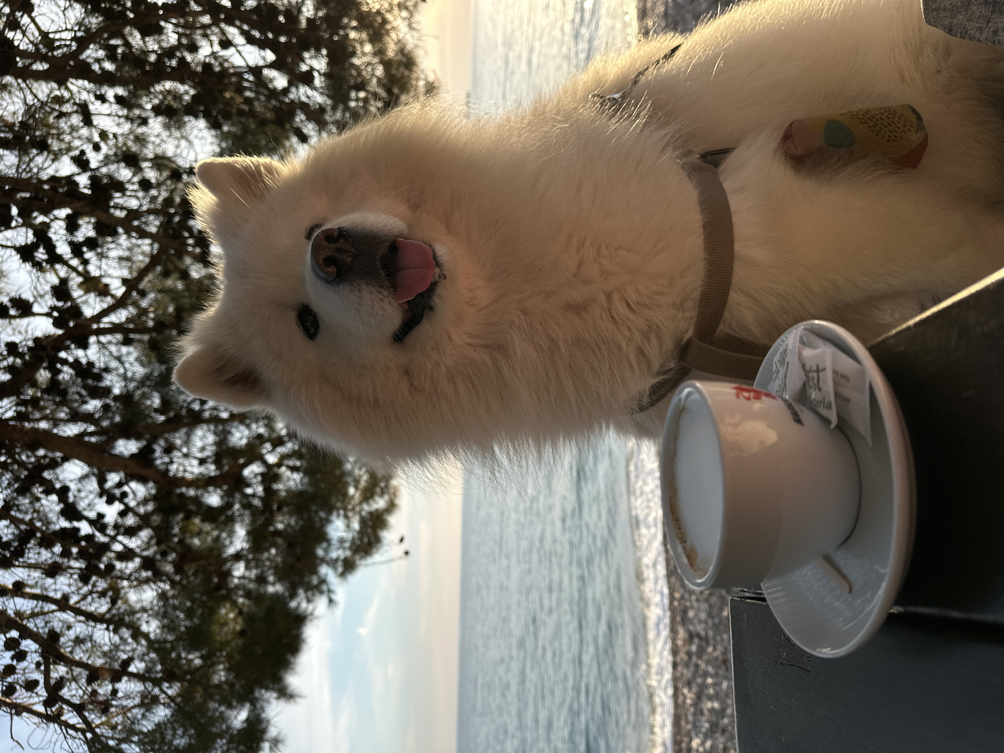 Coffee break with Samoyed dog captured in Bar, Montenegro