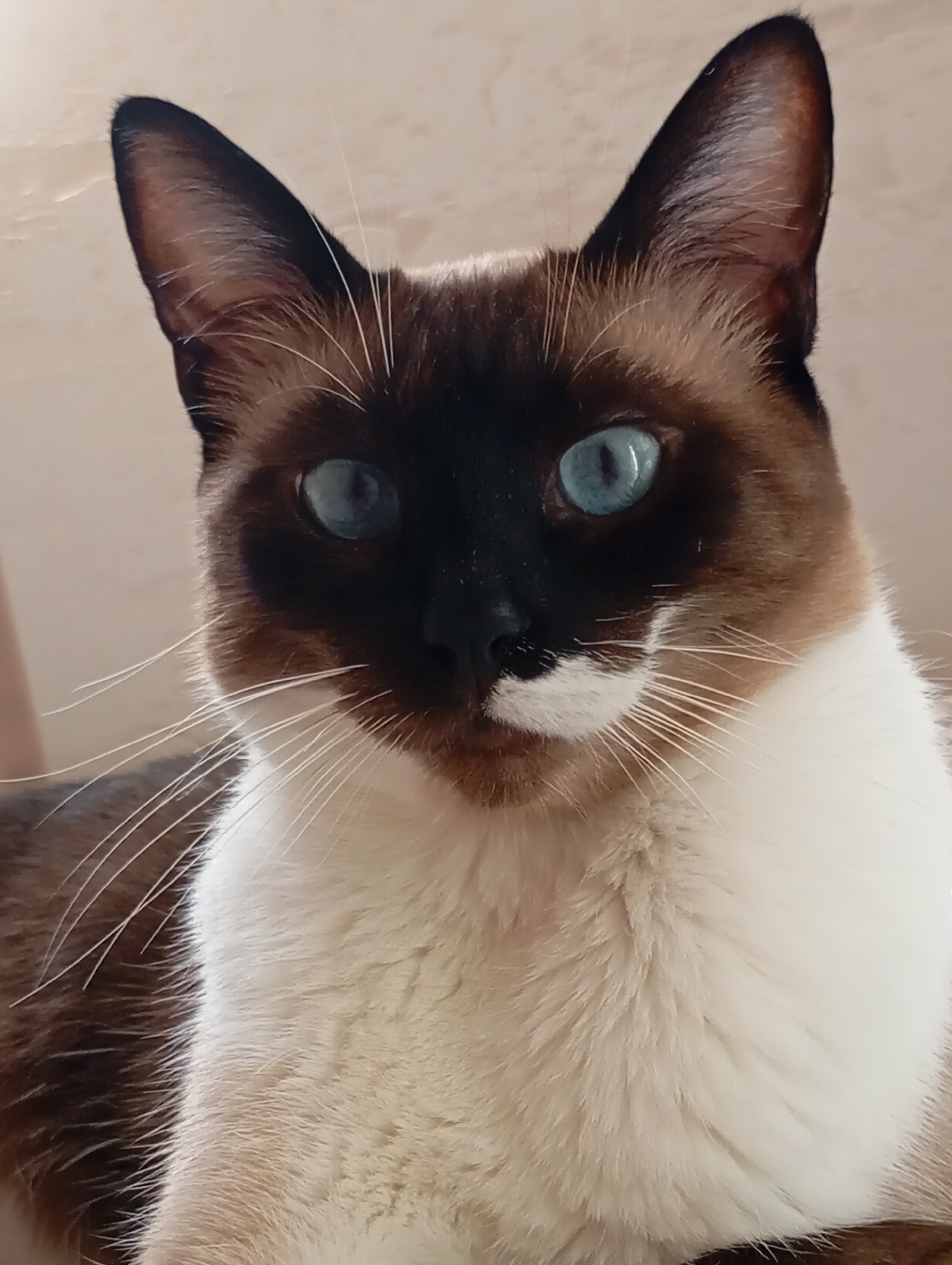 Siamese cat relaxing at home in Batumi, Georgia