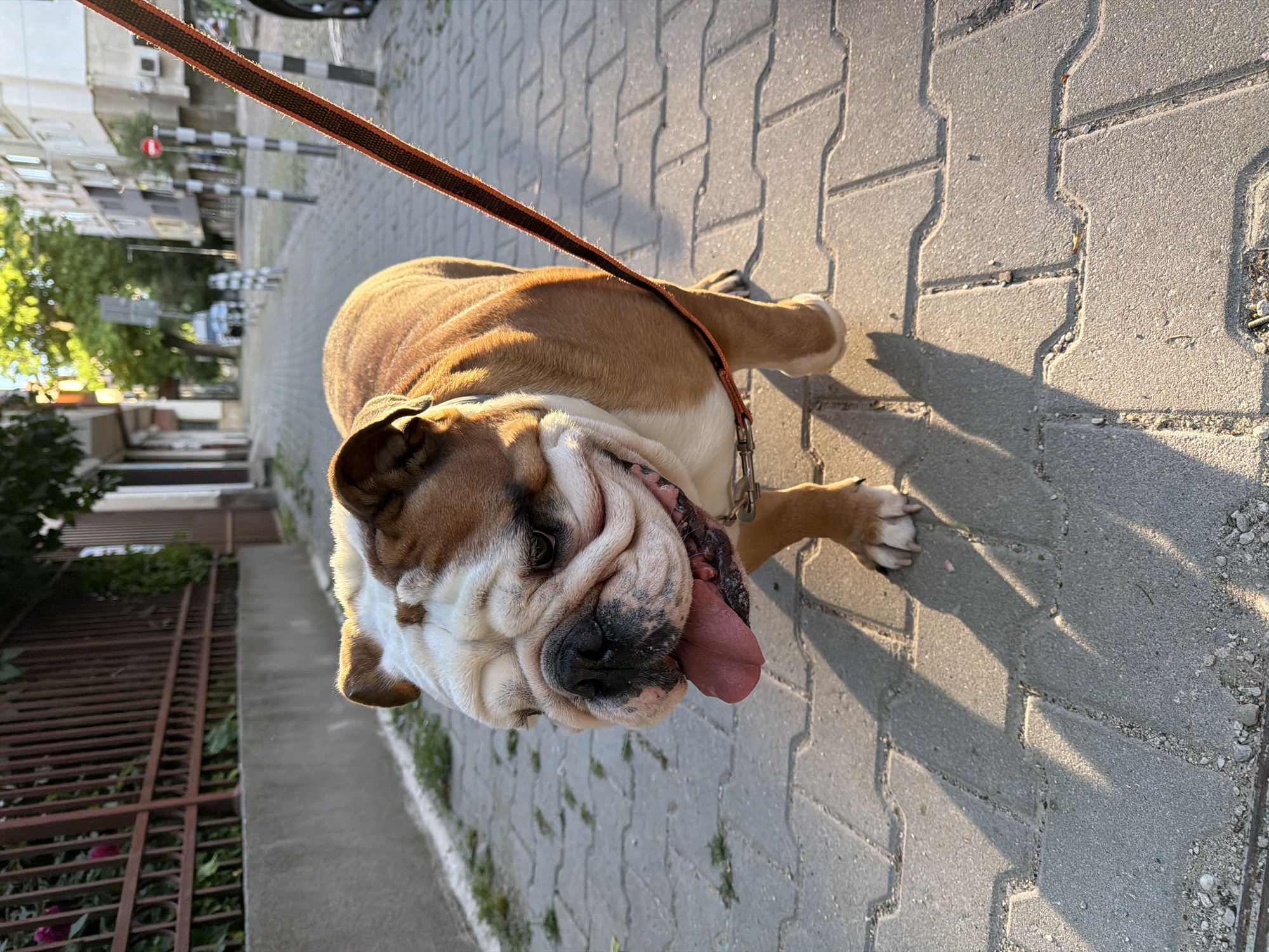 Spring afternoon scenes documented across Sofia, Bulgaria