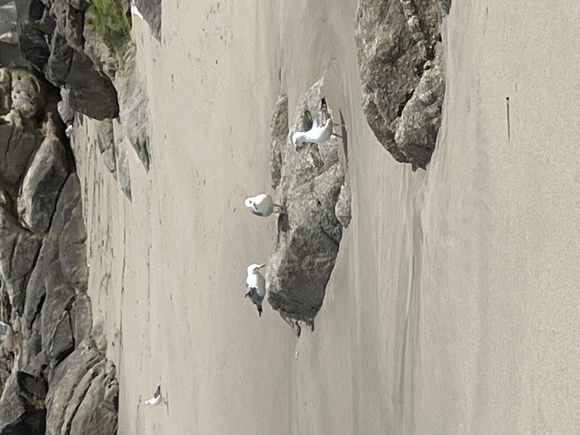 Witnesses document seagulls and coastal scenes in A Coruña