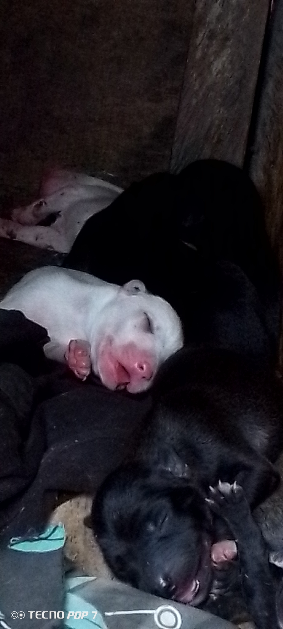 Daily life moments: puppies, people, food, phones documented