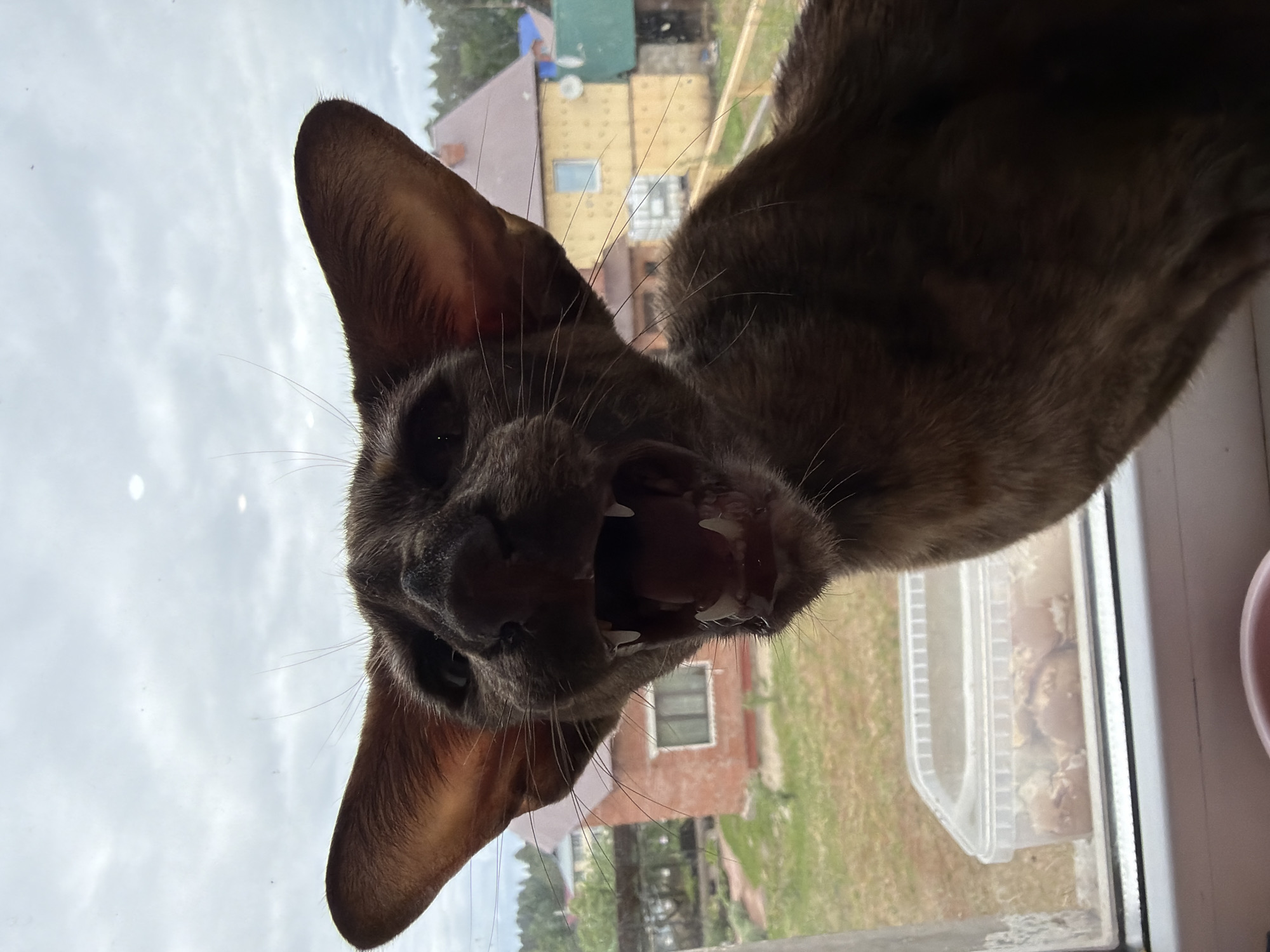 Cats spotted in different Chaikovsky locations within minutes