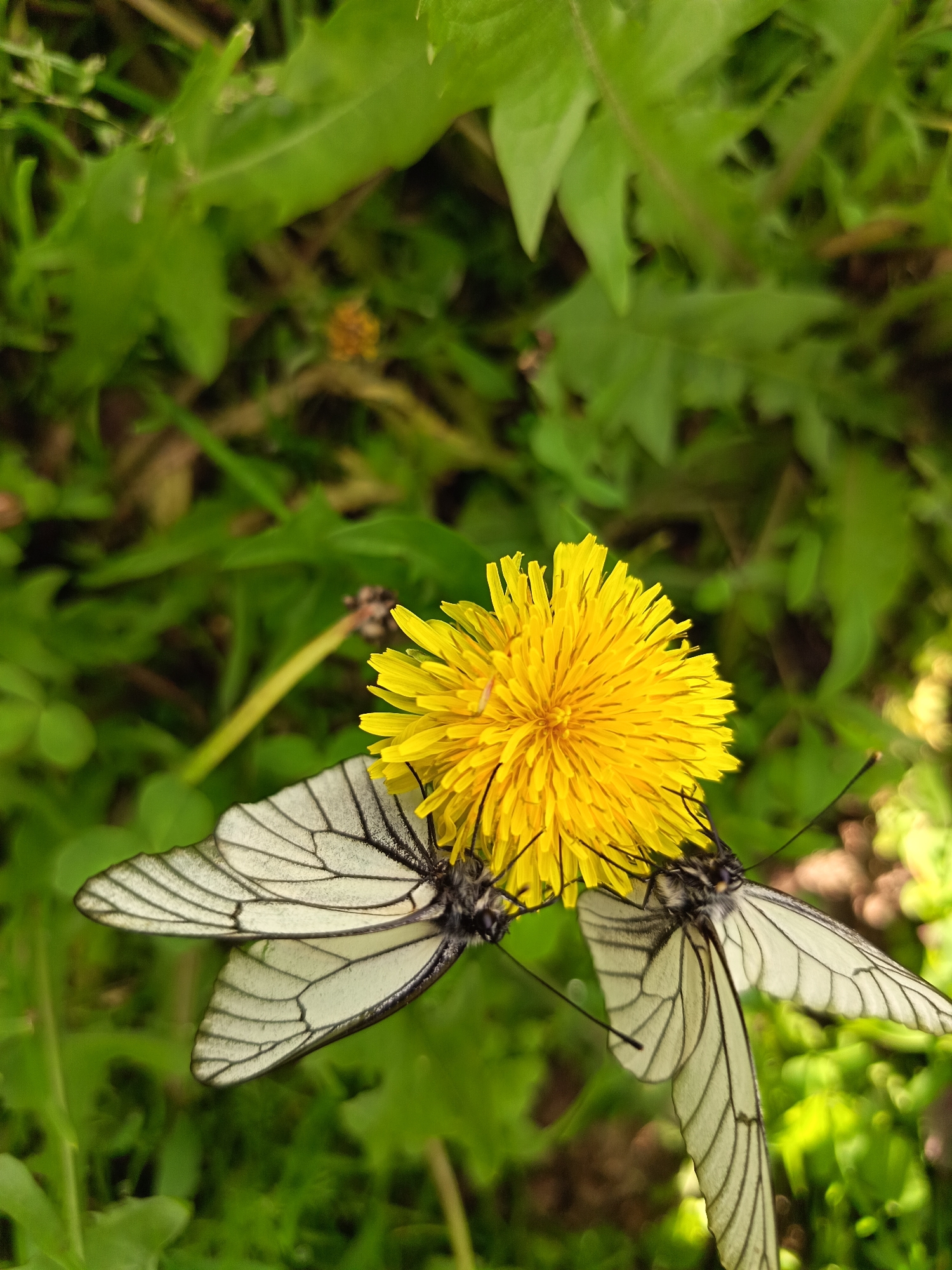 Garden blooms and butterflies in rural Russia summer morning