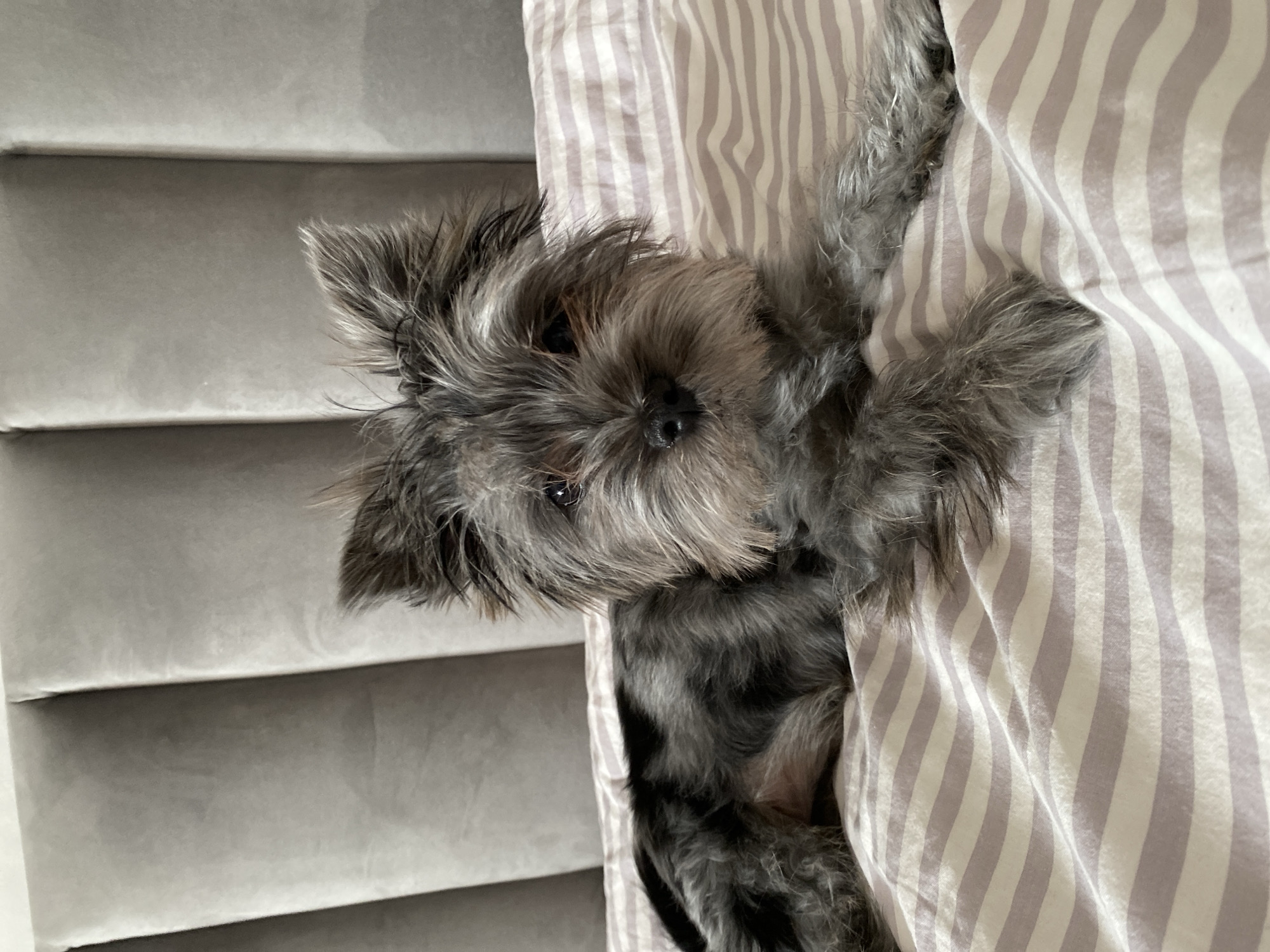 Small gray dog photographed resting at home in Russia
