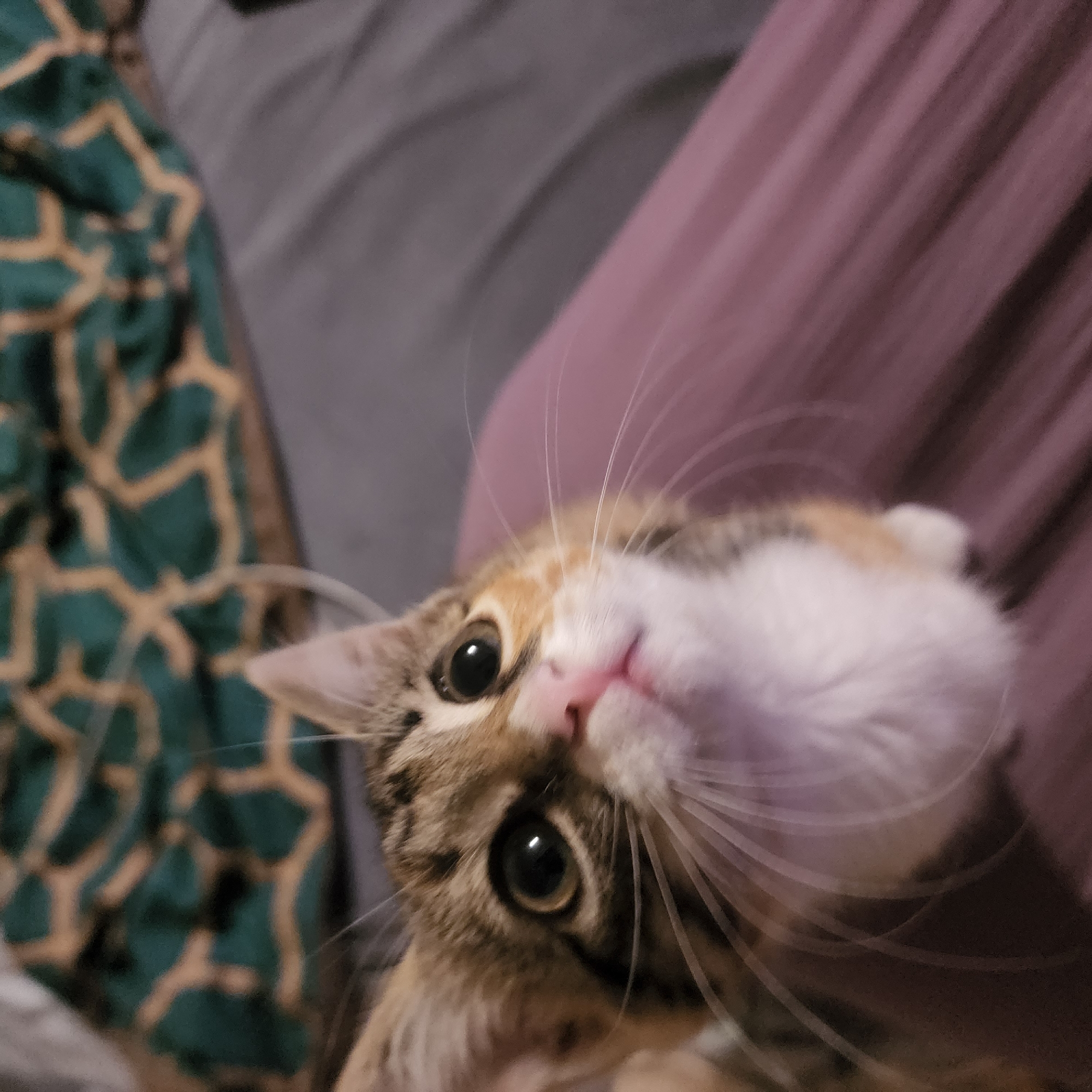 Calico kitten on a purple blanket, doing kitten things