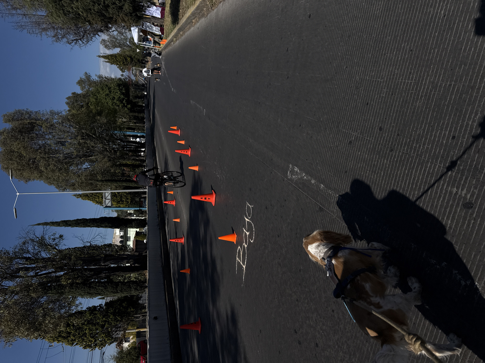 Outdoor road event with cyclist and dog in Cholula