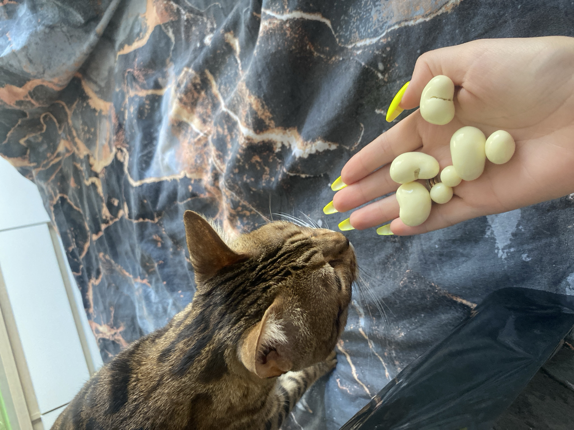 Early morning pet interactions and domestic moments in Chaikovsky