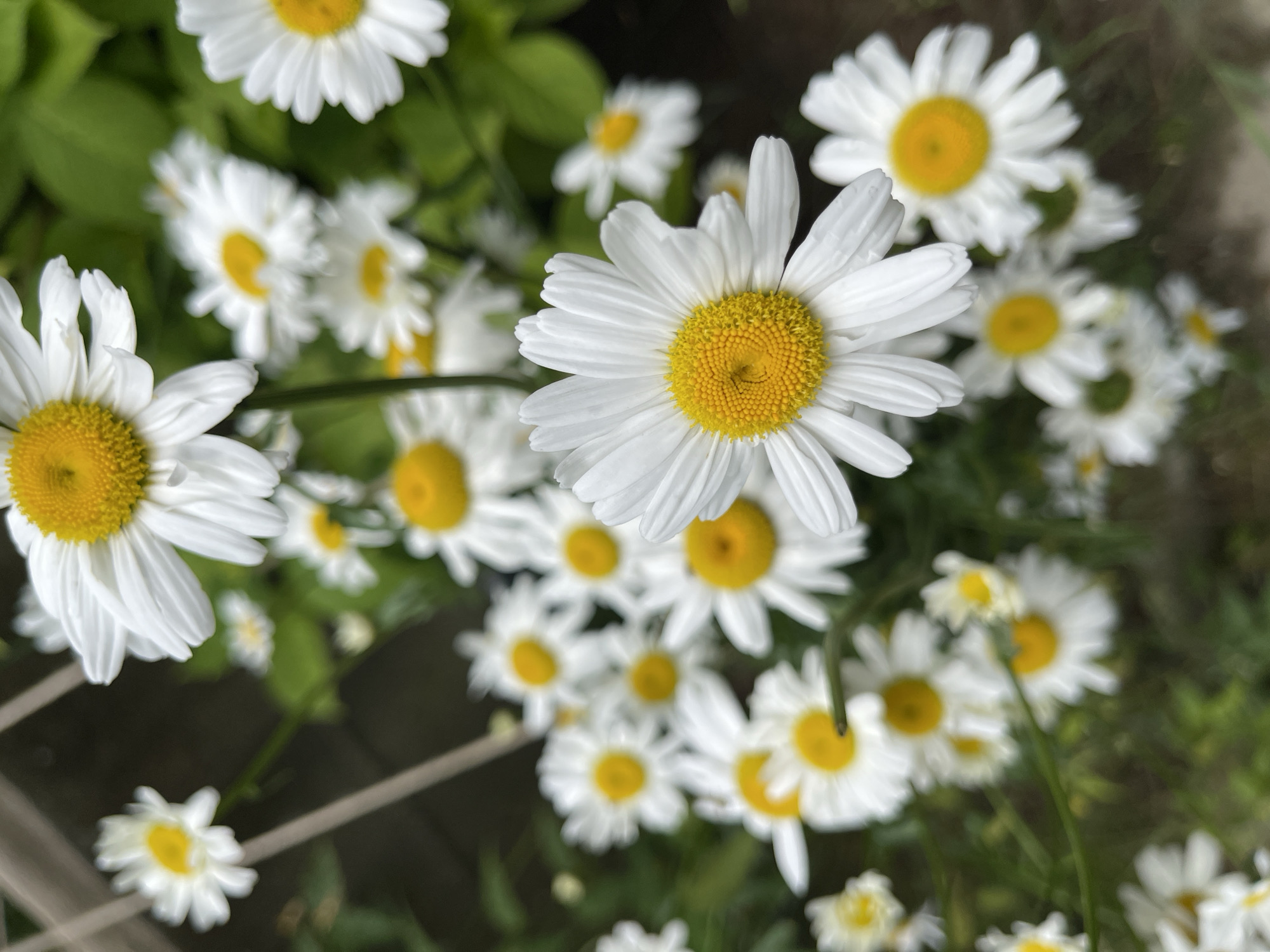 Morning observations capture flowers, artwork, and wildlife in Sofia