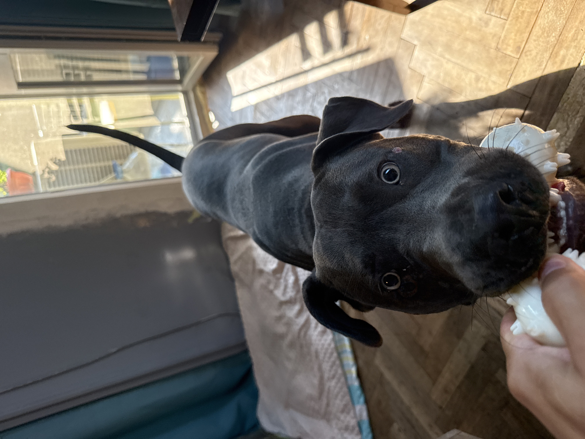 Pit bull's lazy morning in a Varna apartment