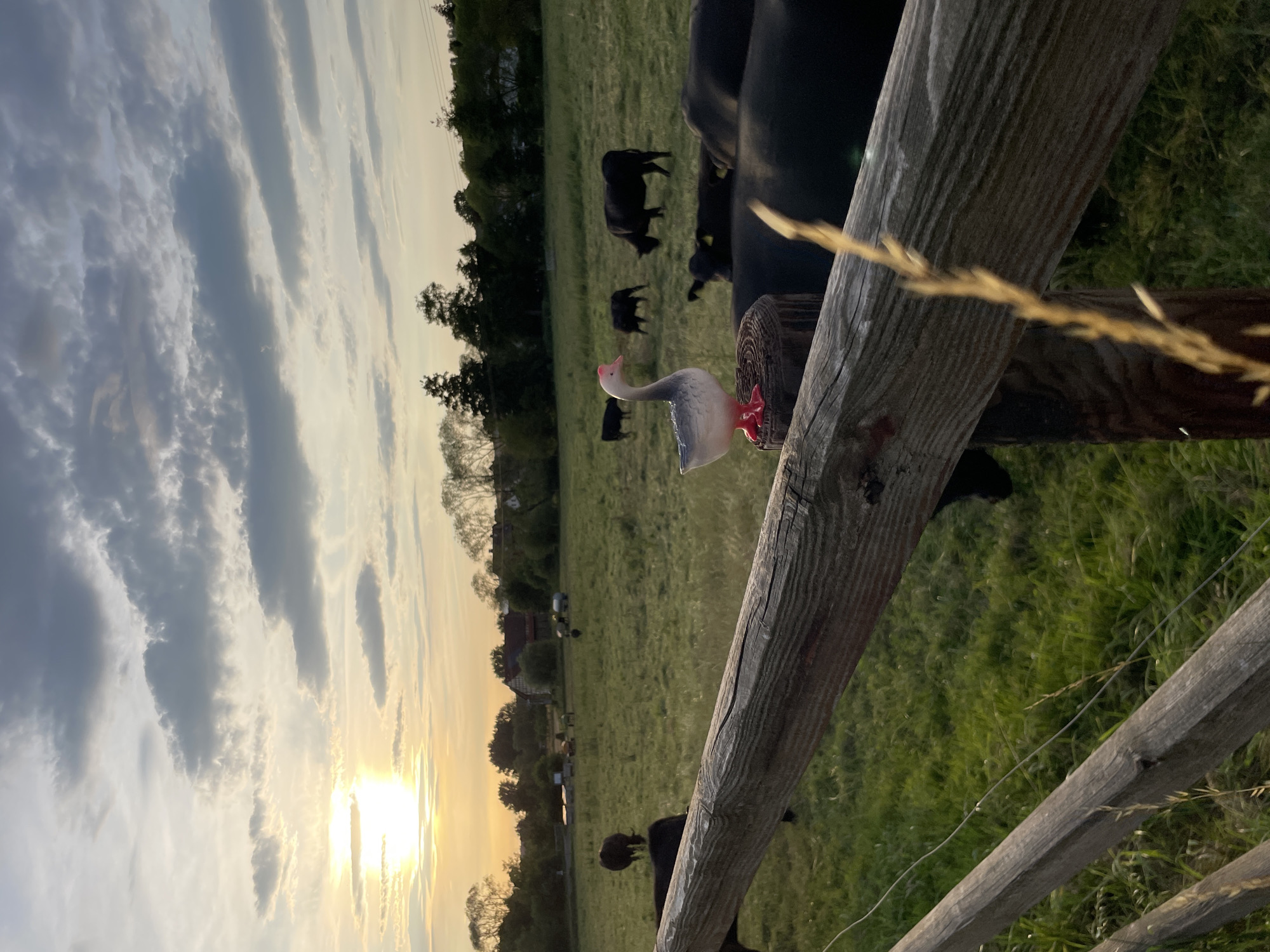 Summer evening in rural Hesse, cattle, roads, and small details