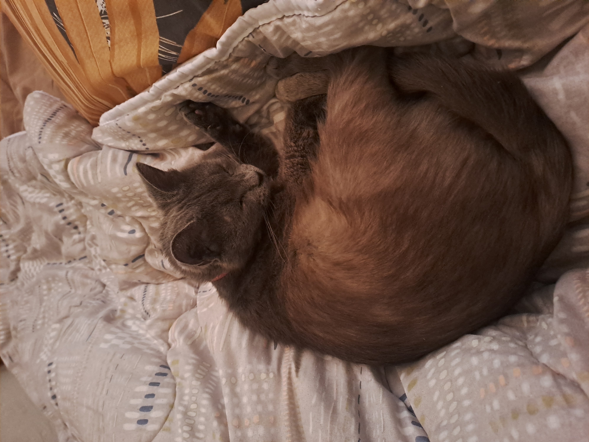 Gray cat with pink collar rests on bed in Varshets