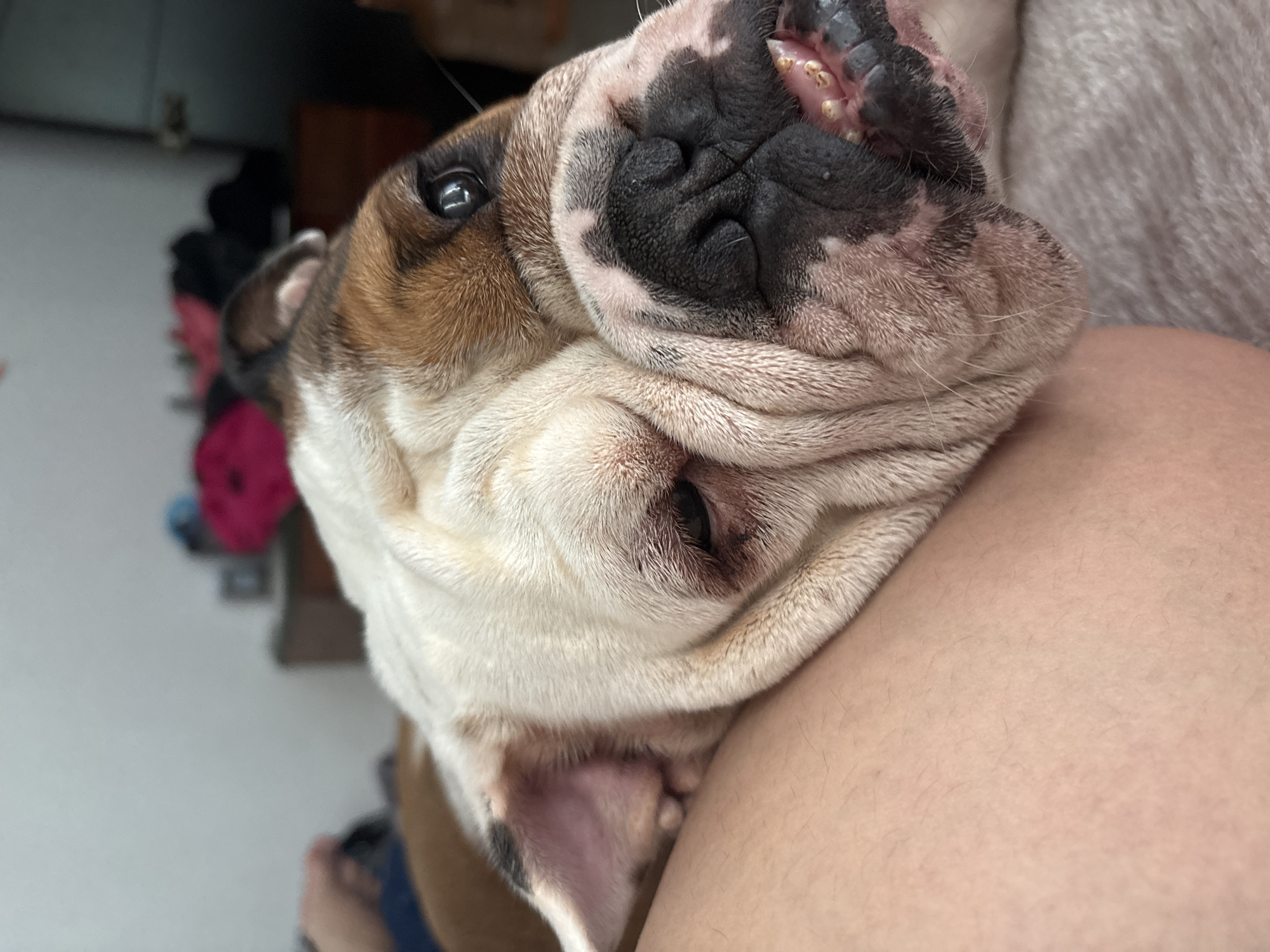 English Bulldog rests on owner's leg in Mexico City