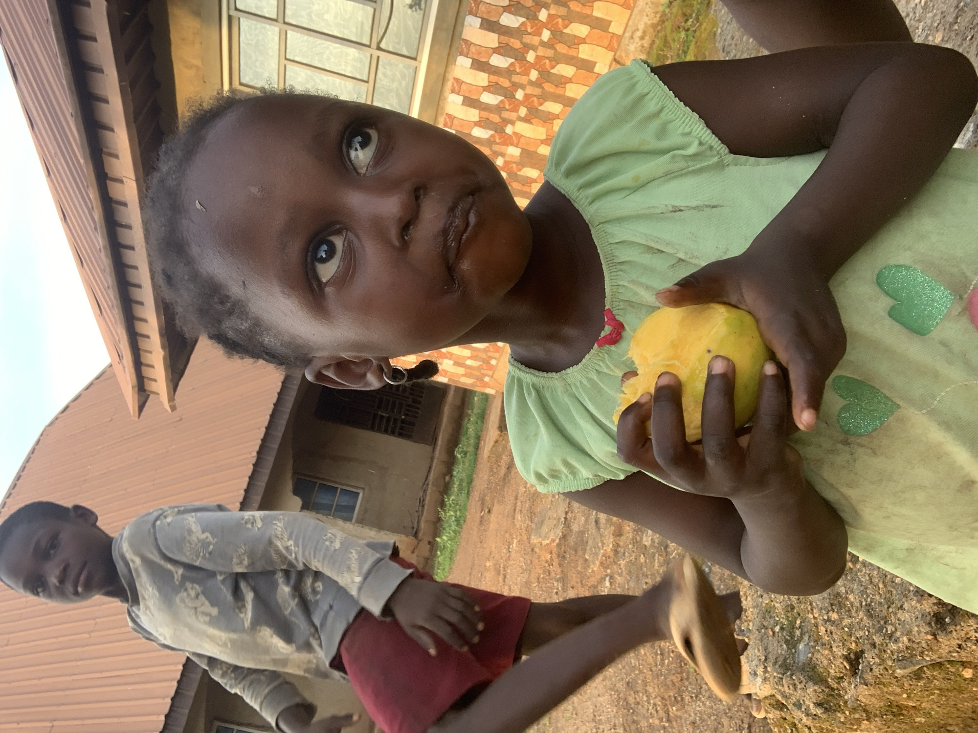 Community mango harvest observed in Agban, Nigeria
