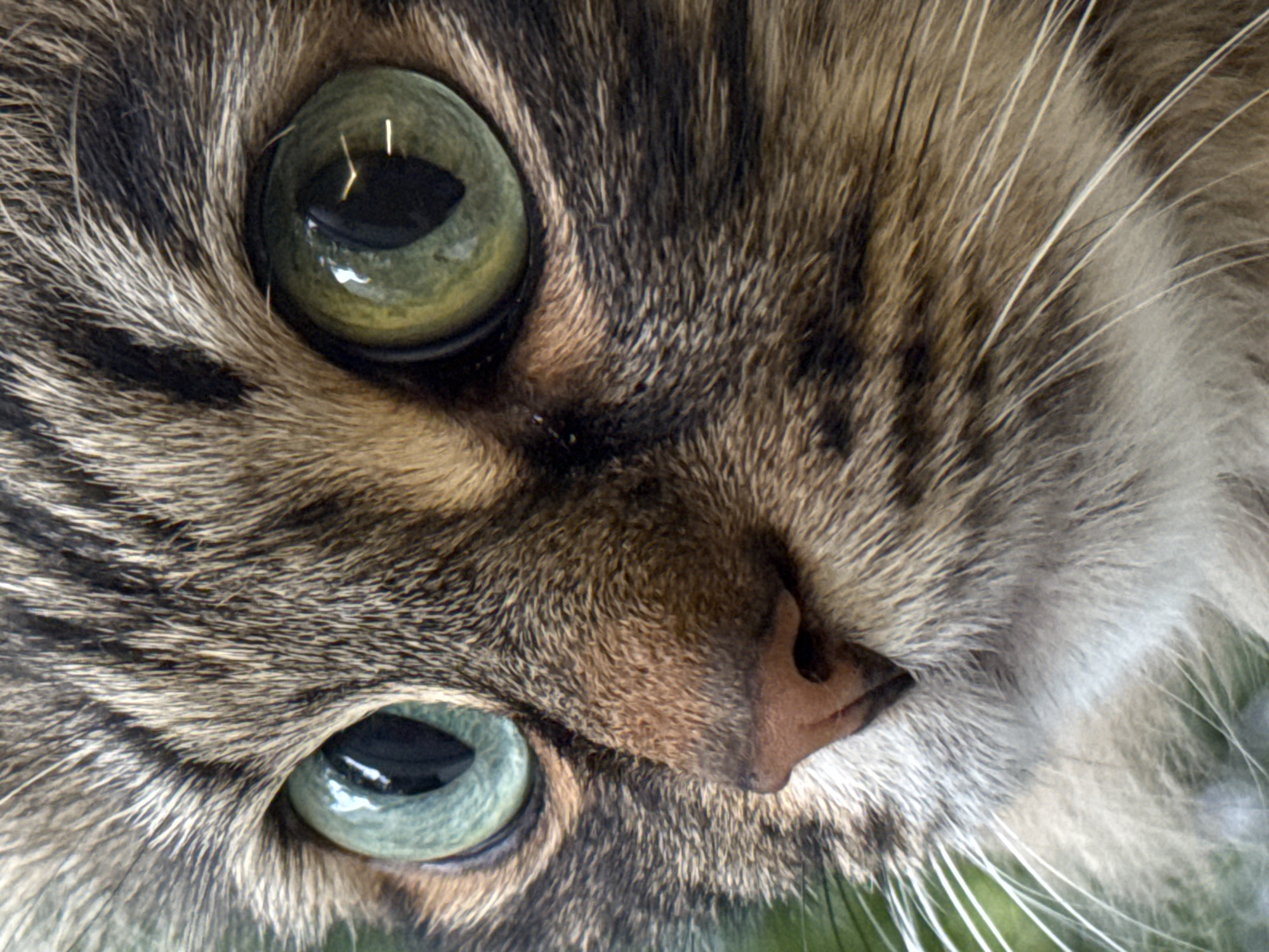 Close-up portraits of a tabby cat in Saint Petersburg