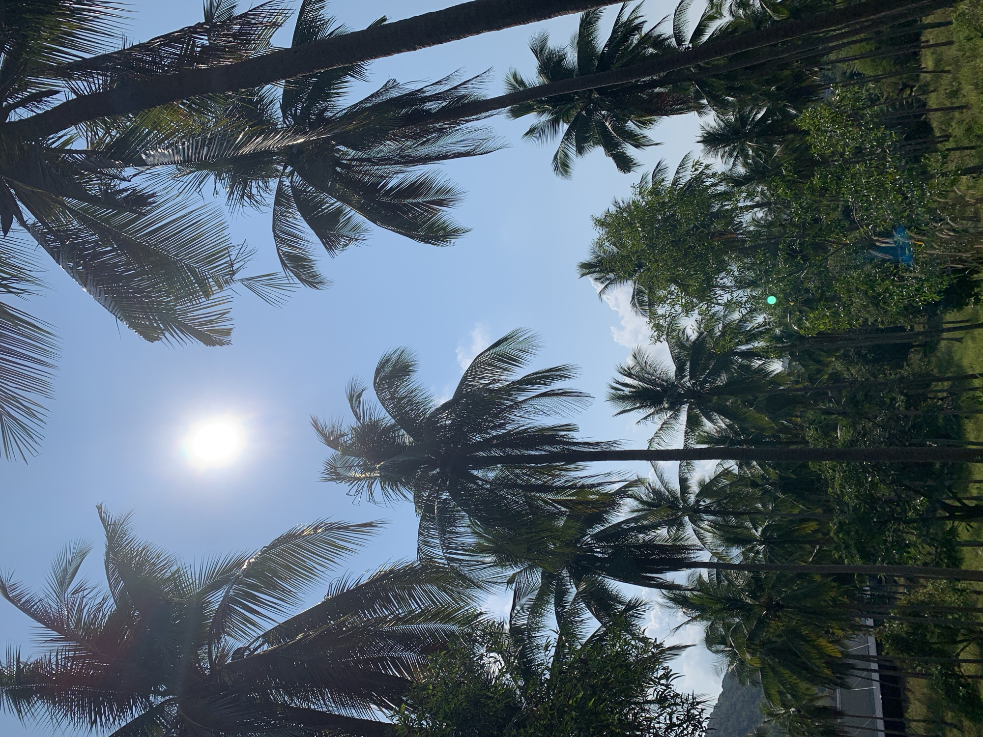 Morning sky viewed through palm trees in Thailand