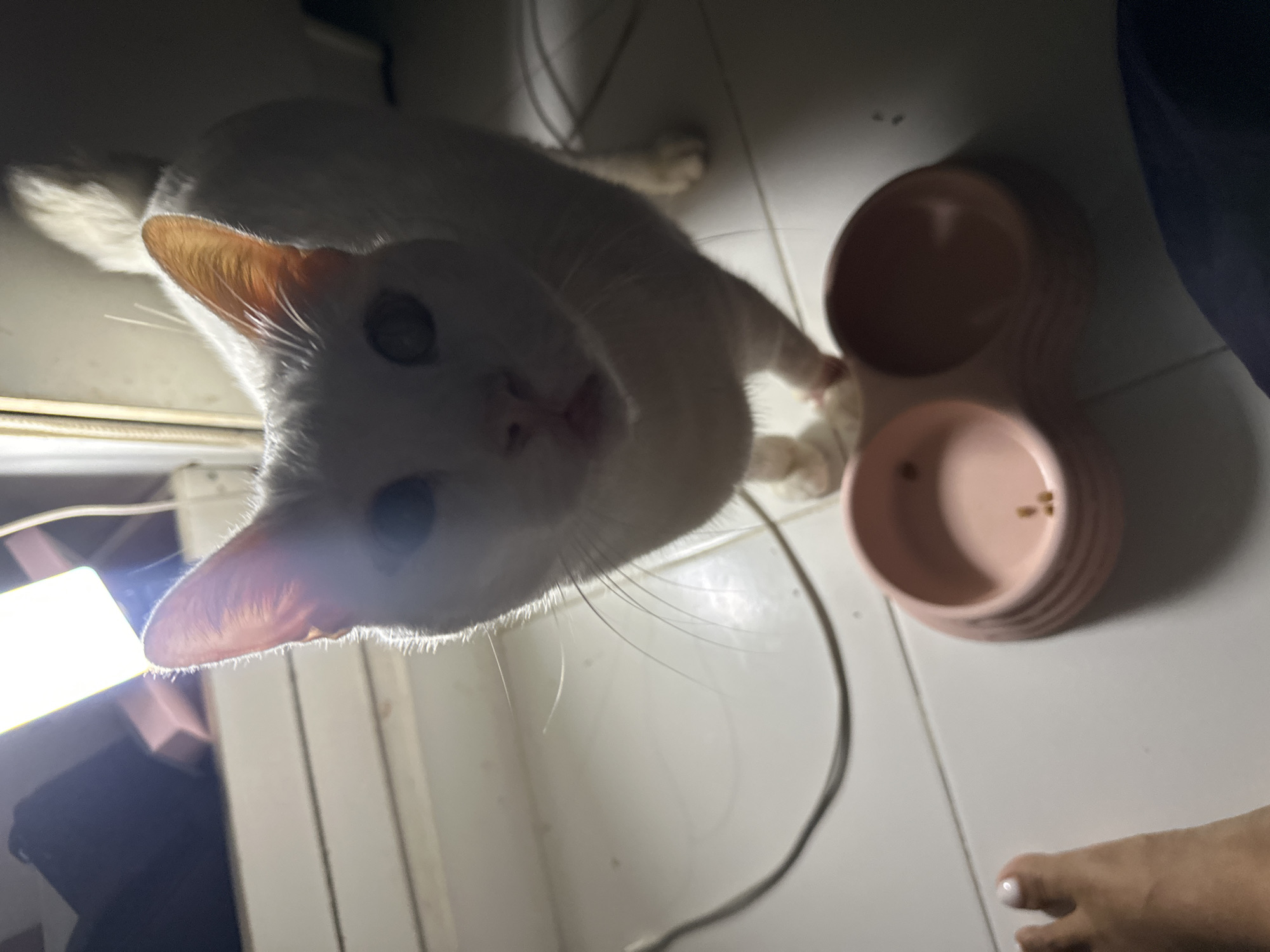 White heterochromatic cat documented in North Jakarta home morning