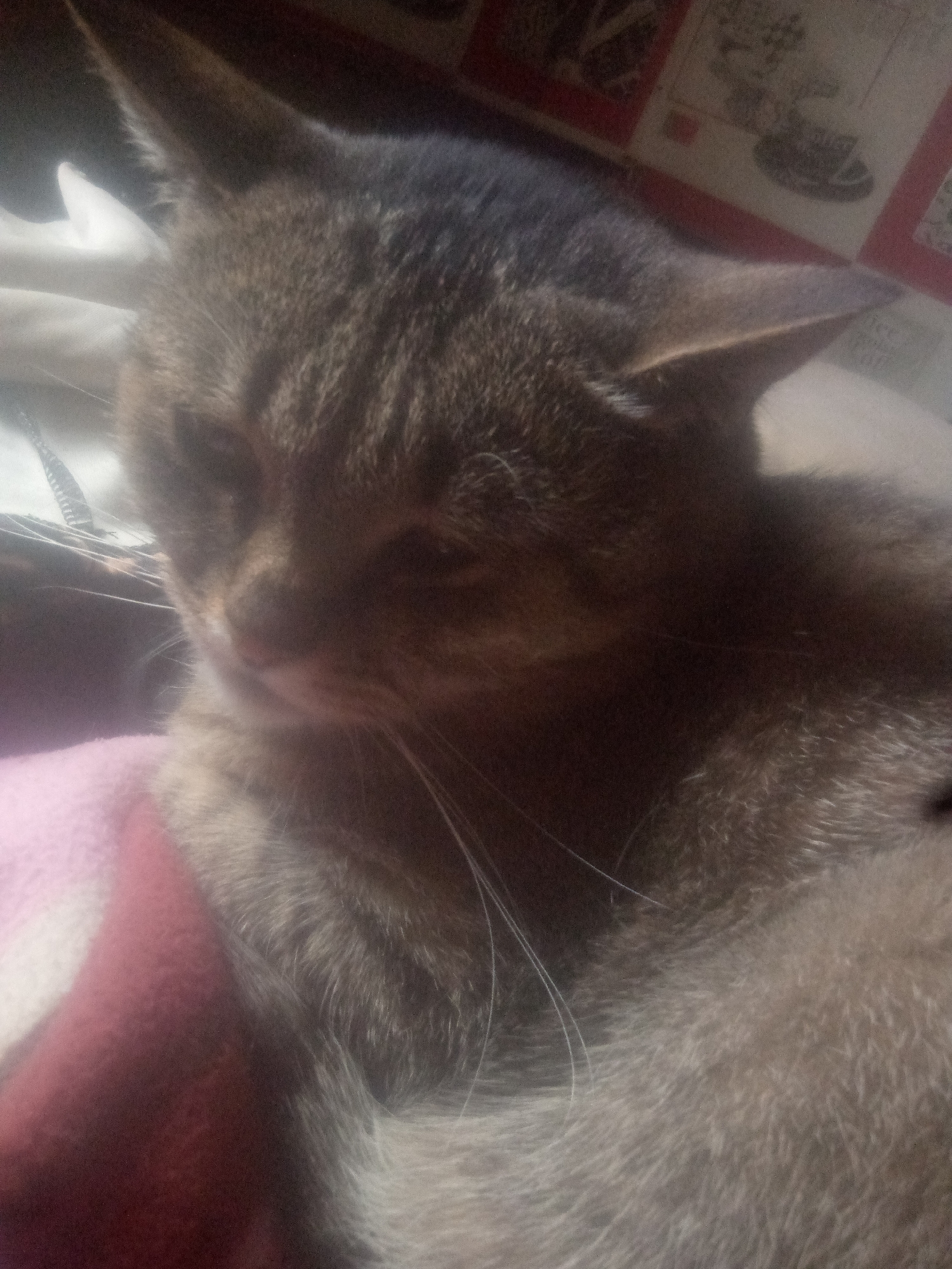 Tabby cat resting on pink blanket in Chernihiv