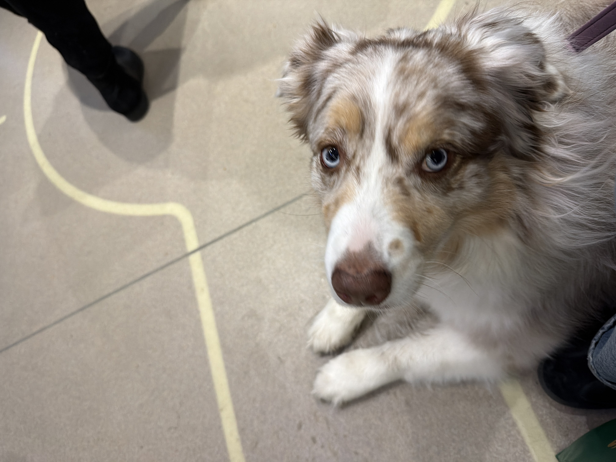 Australian Shepherd with blue eyes rests on Montreal floor