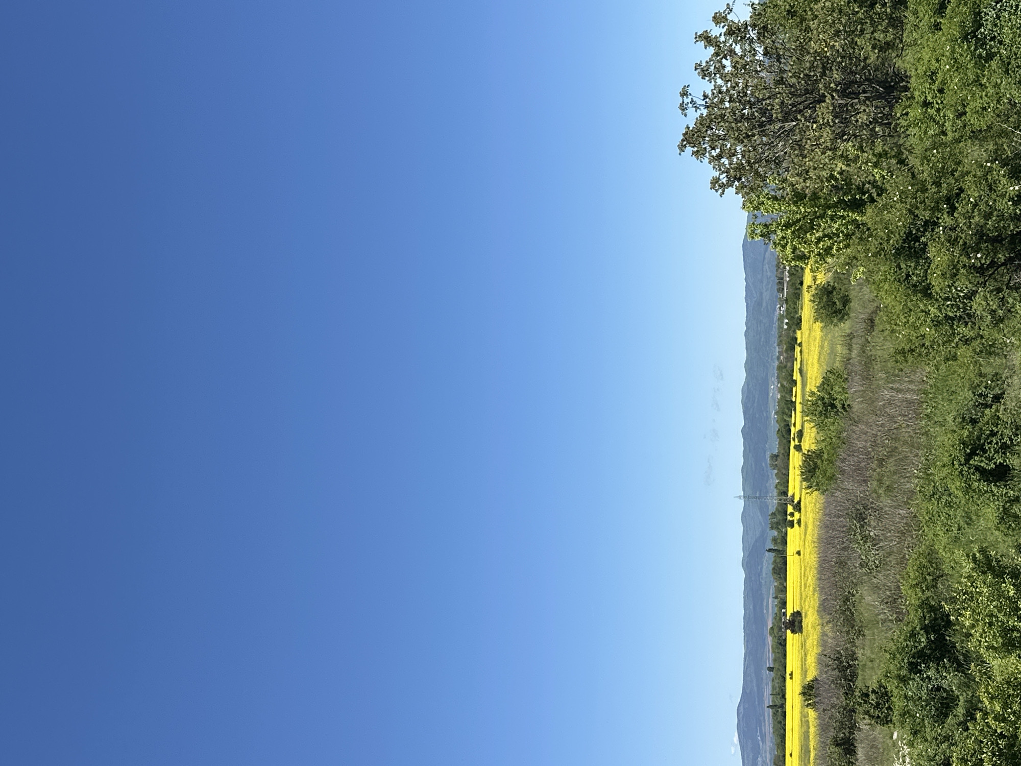 Rural rapeseed field captured near Sofia under clear skies