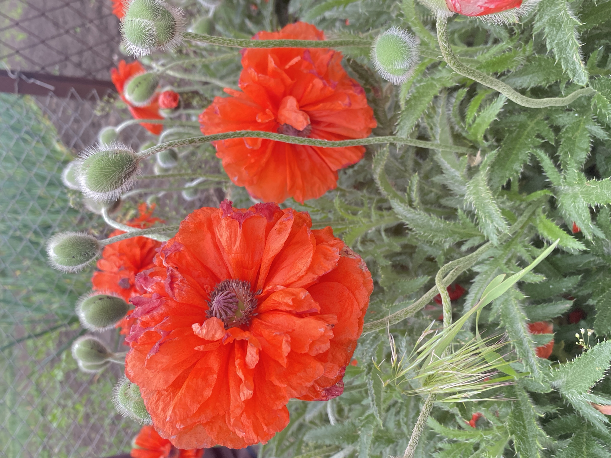 Spring afternoon scenes: blooming poppies, grilling, cats in garden