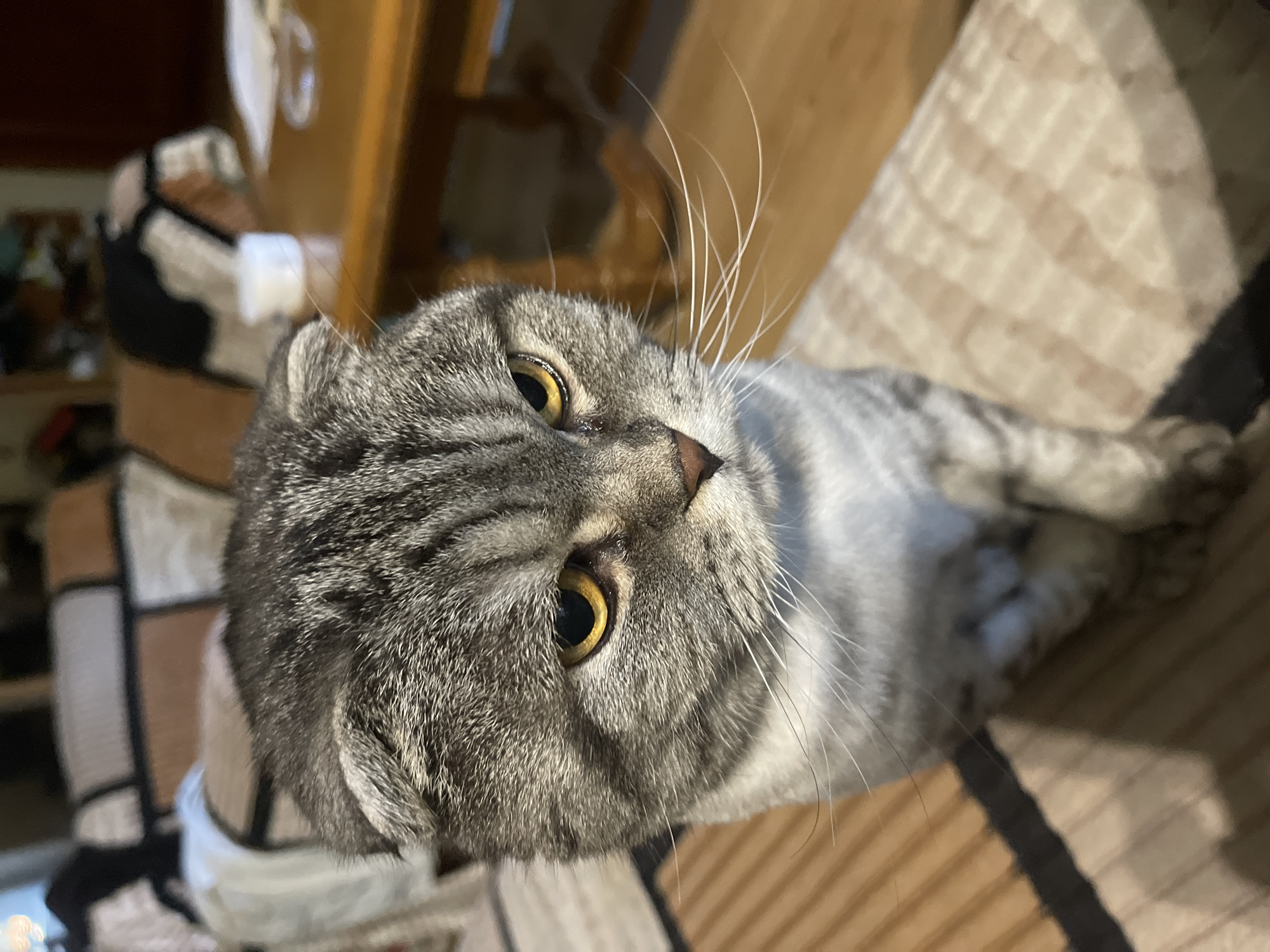 Grey tabby Scottish Fold cat chilling on a striped couch at home