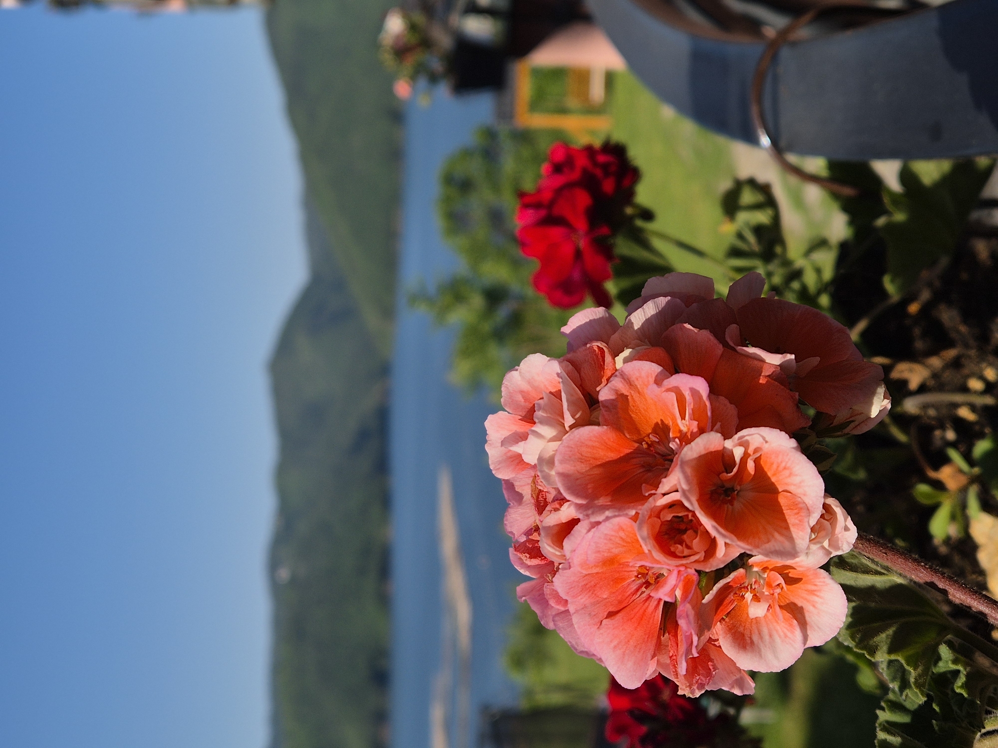 Morning balcony geranium blooms captured overlooking mountain lake