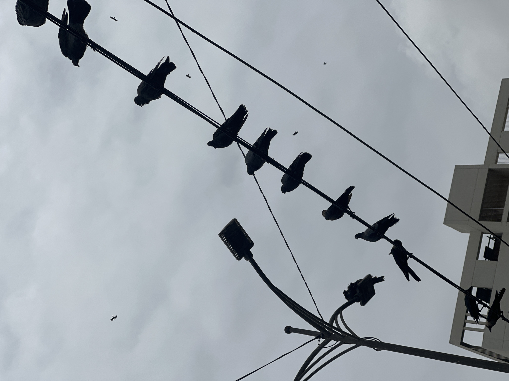 Pigeons on wires, cloudy skies, and a still Karachi morning