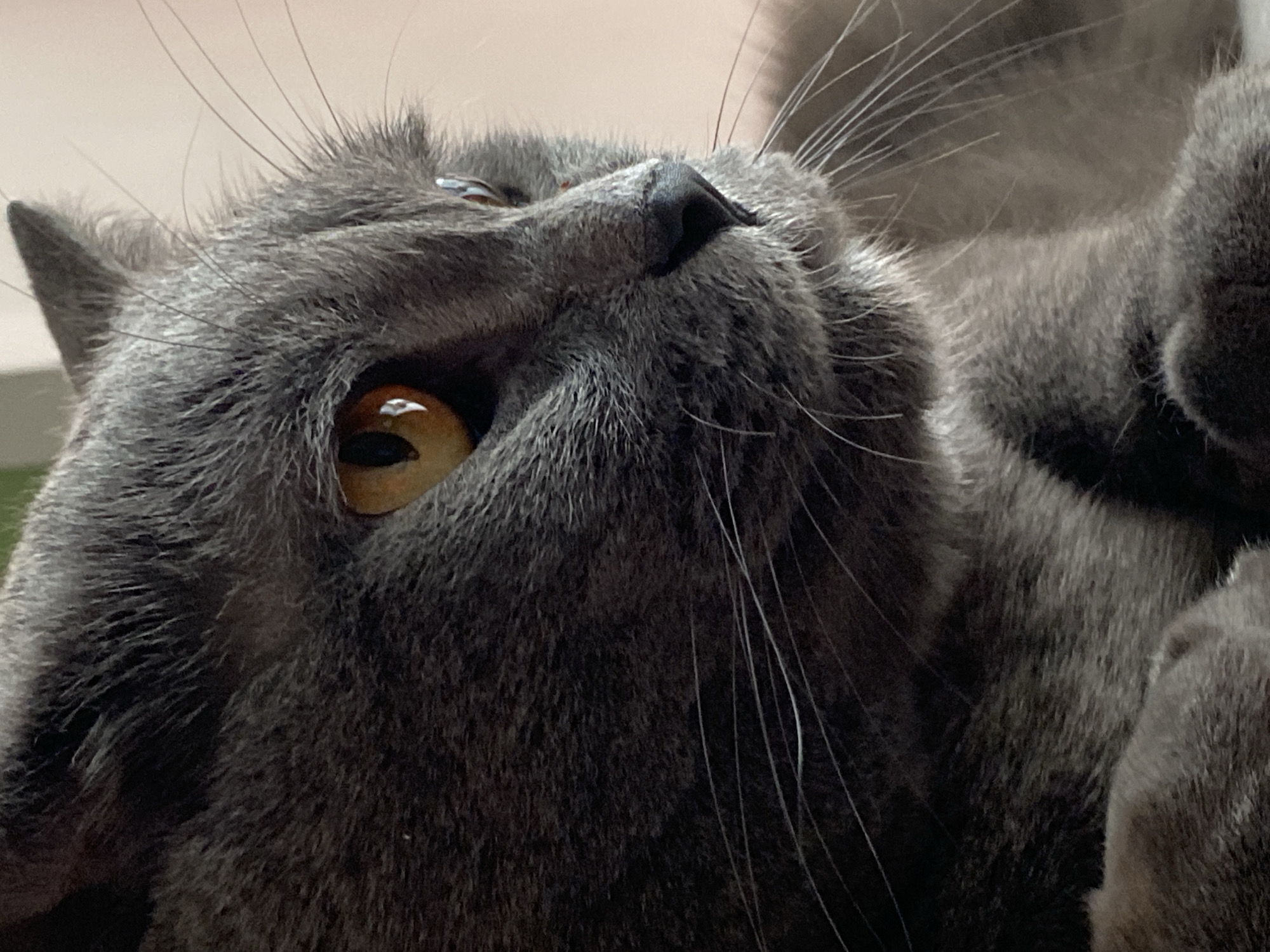 Gray cat and rose bouquets photographed in Votkinsk