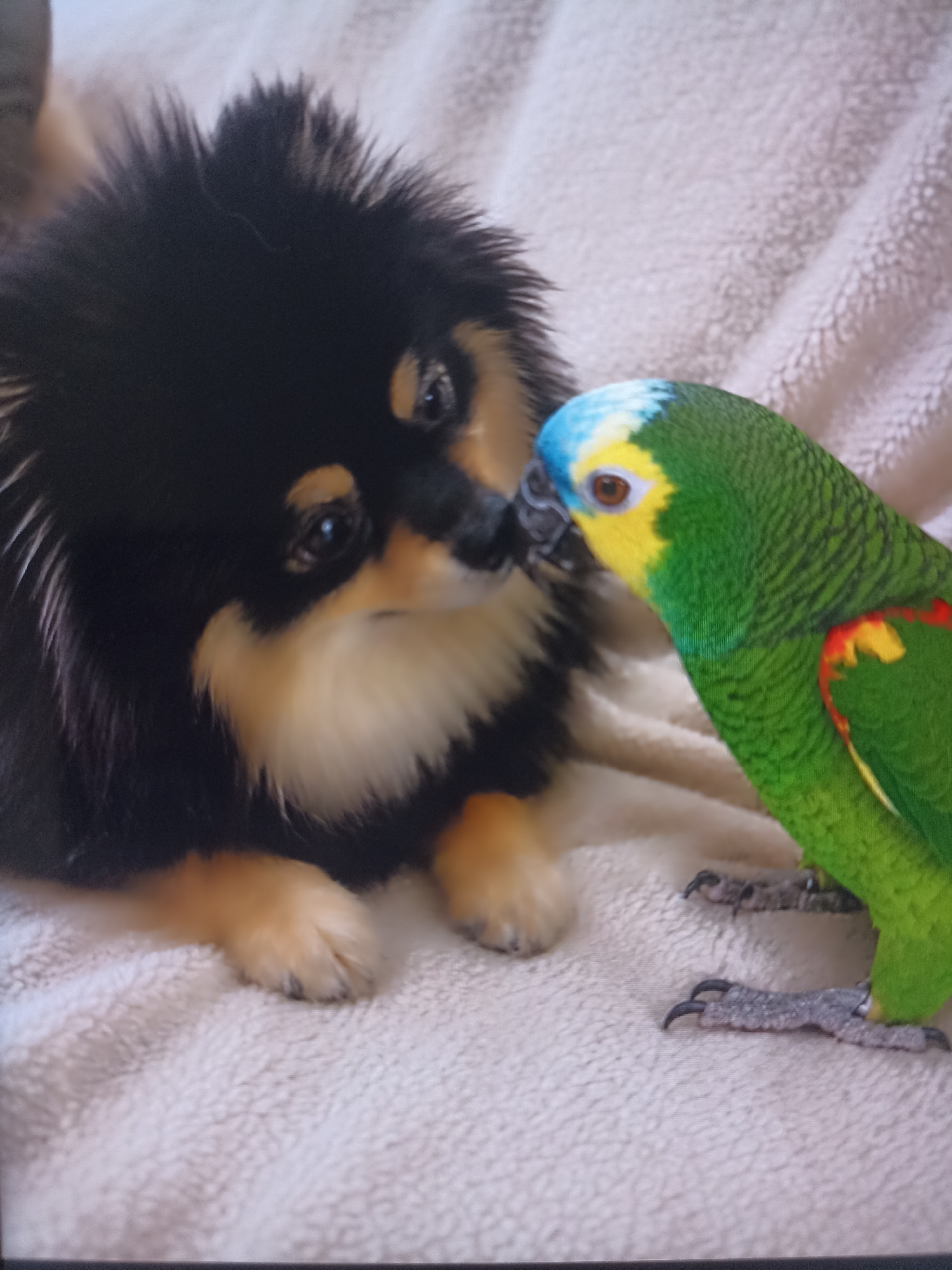 Pomeranian and Amazon parrot hang out at home in Russia
