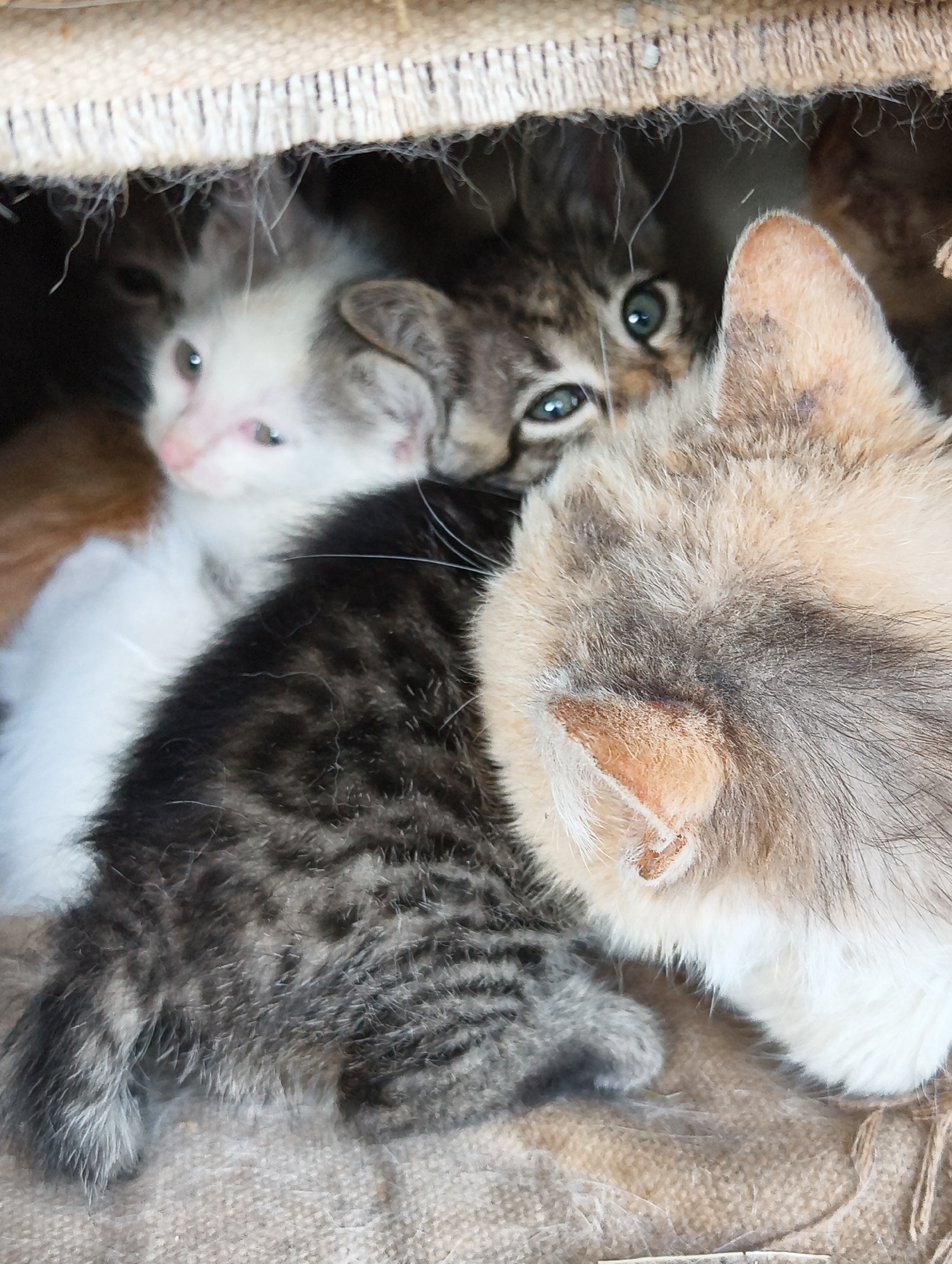 Cats shelter in wooden structures while bees forage in Chaika
