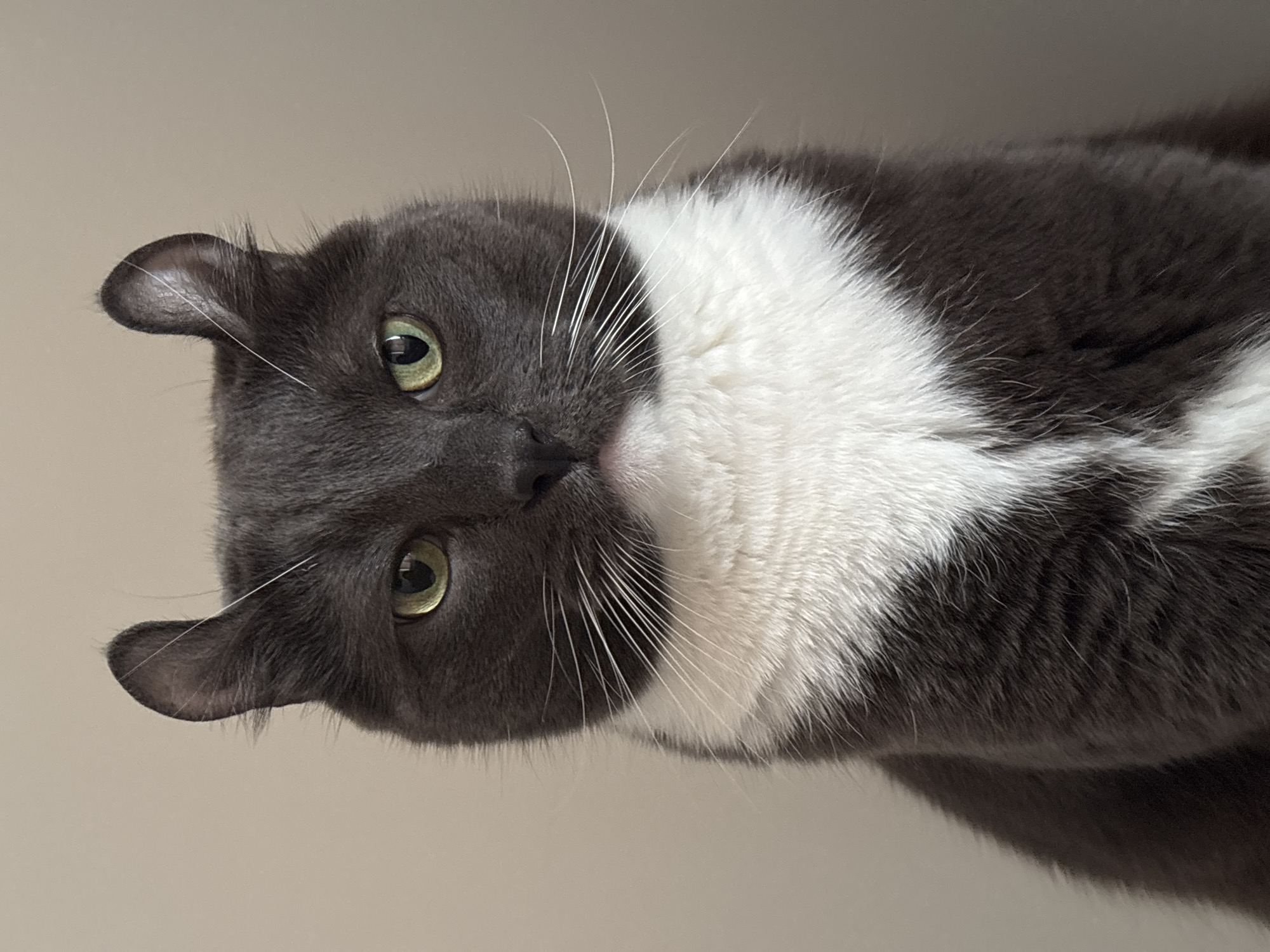 Curly-eared cat photographed in playful poses around Vladivostok home