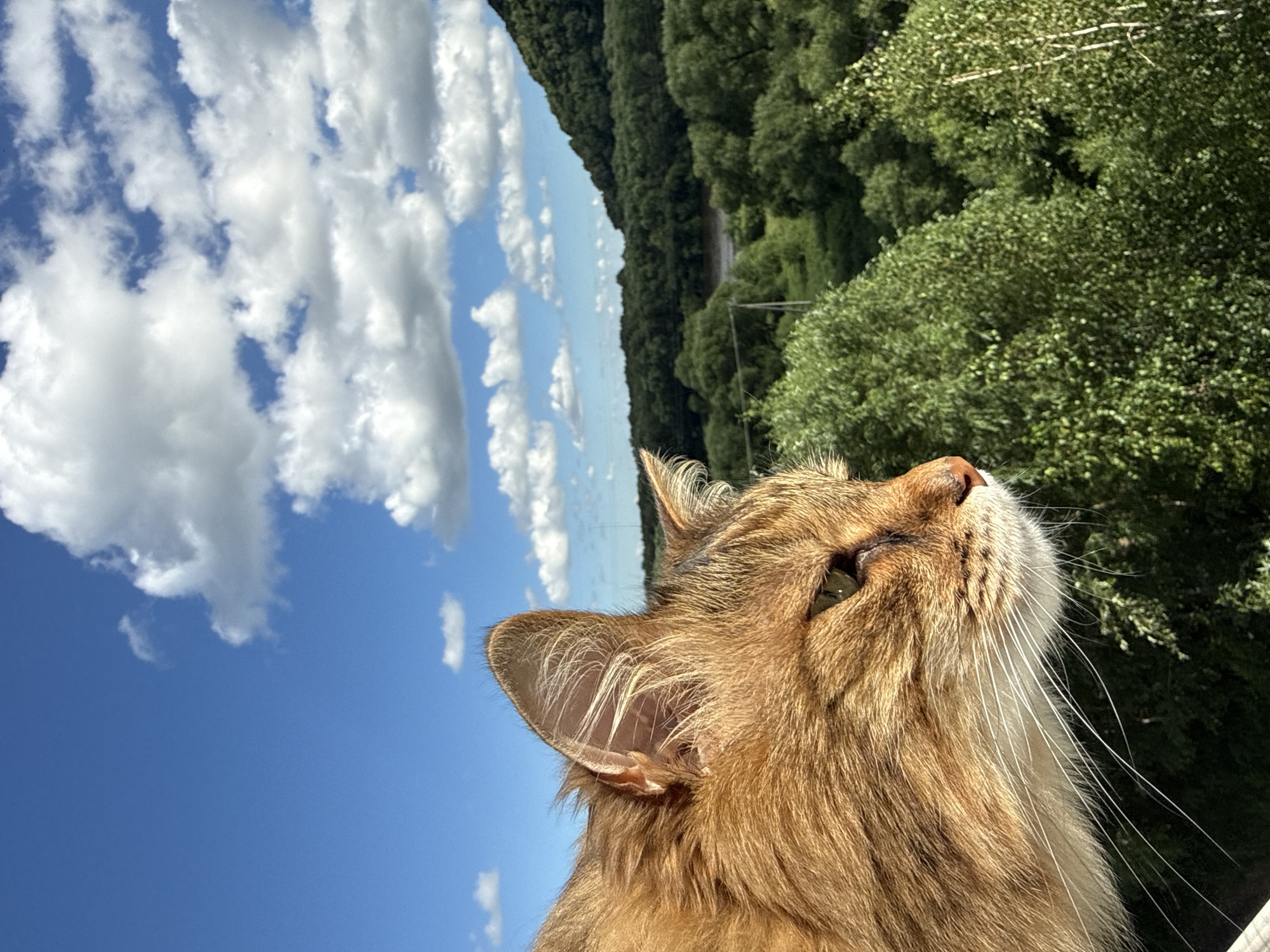 Ginger cat overlooks a sunny Birobidzhan hillside