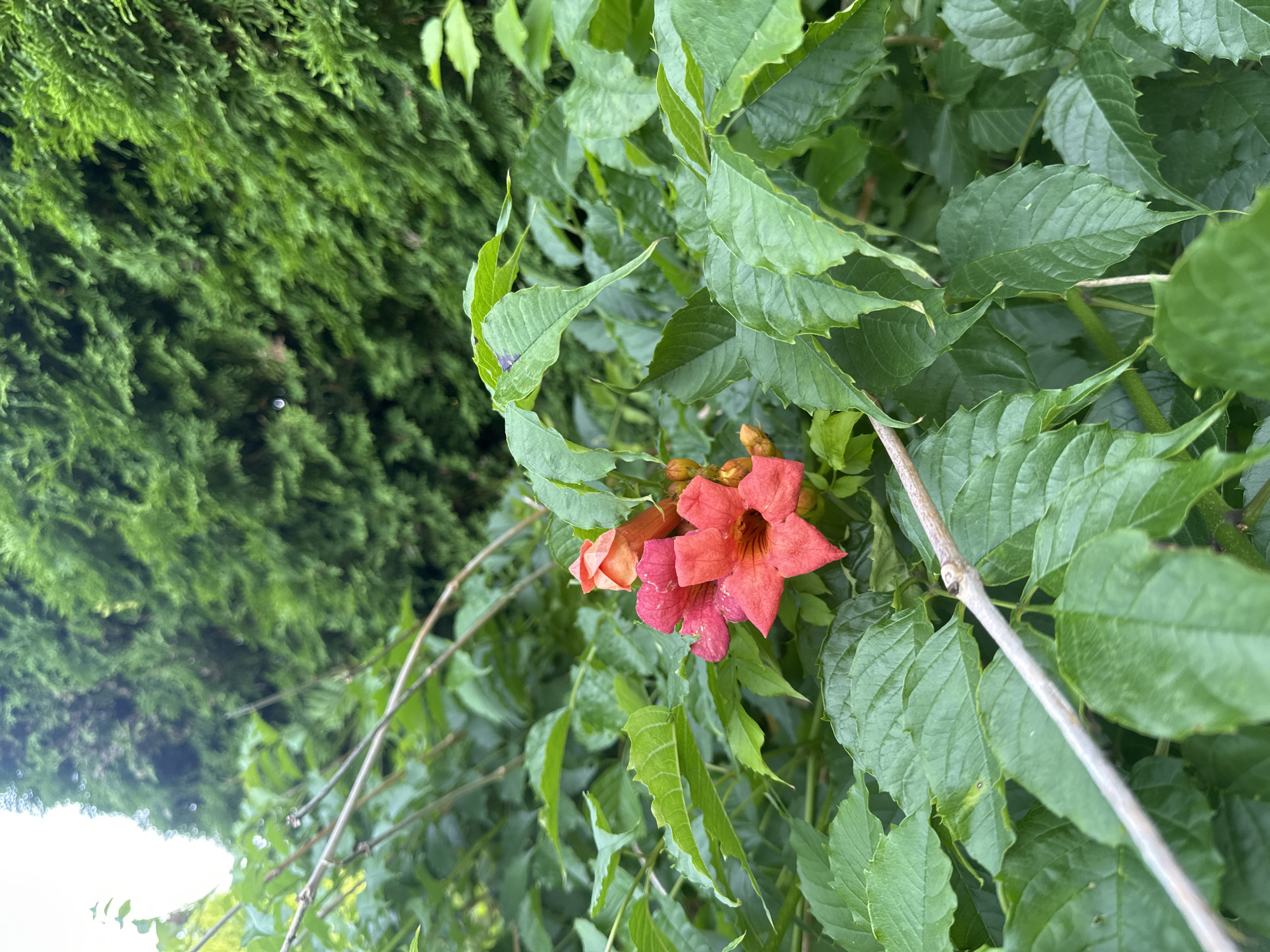 Morning stroll through summer countryside in rural Lithuania